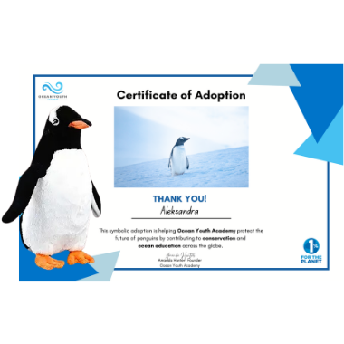 Gentoo Penguin