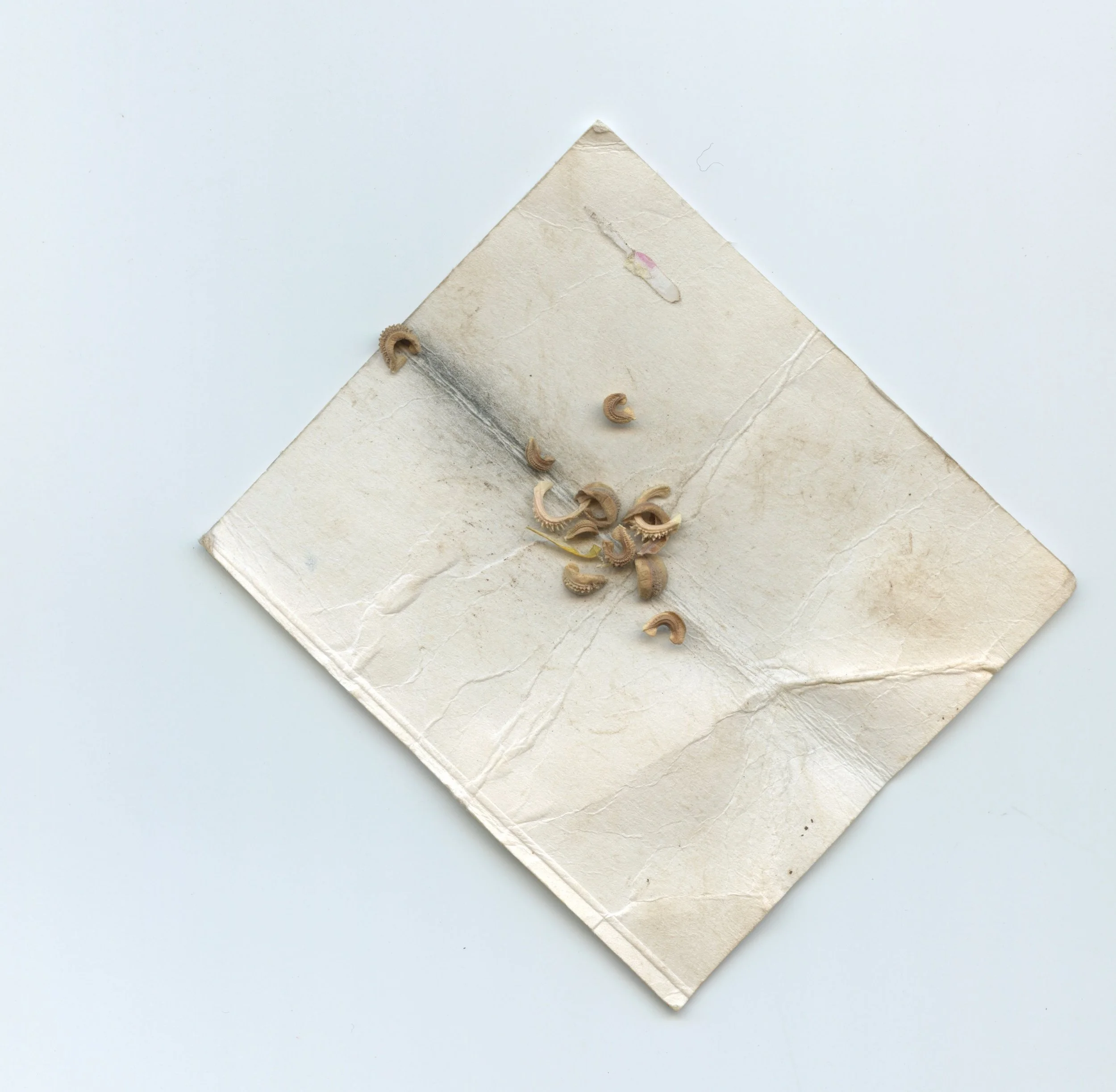 SEEDS