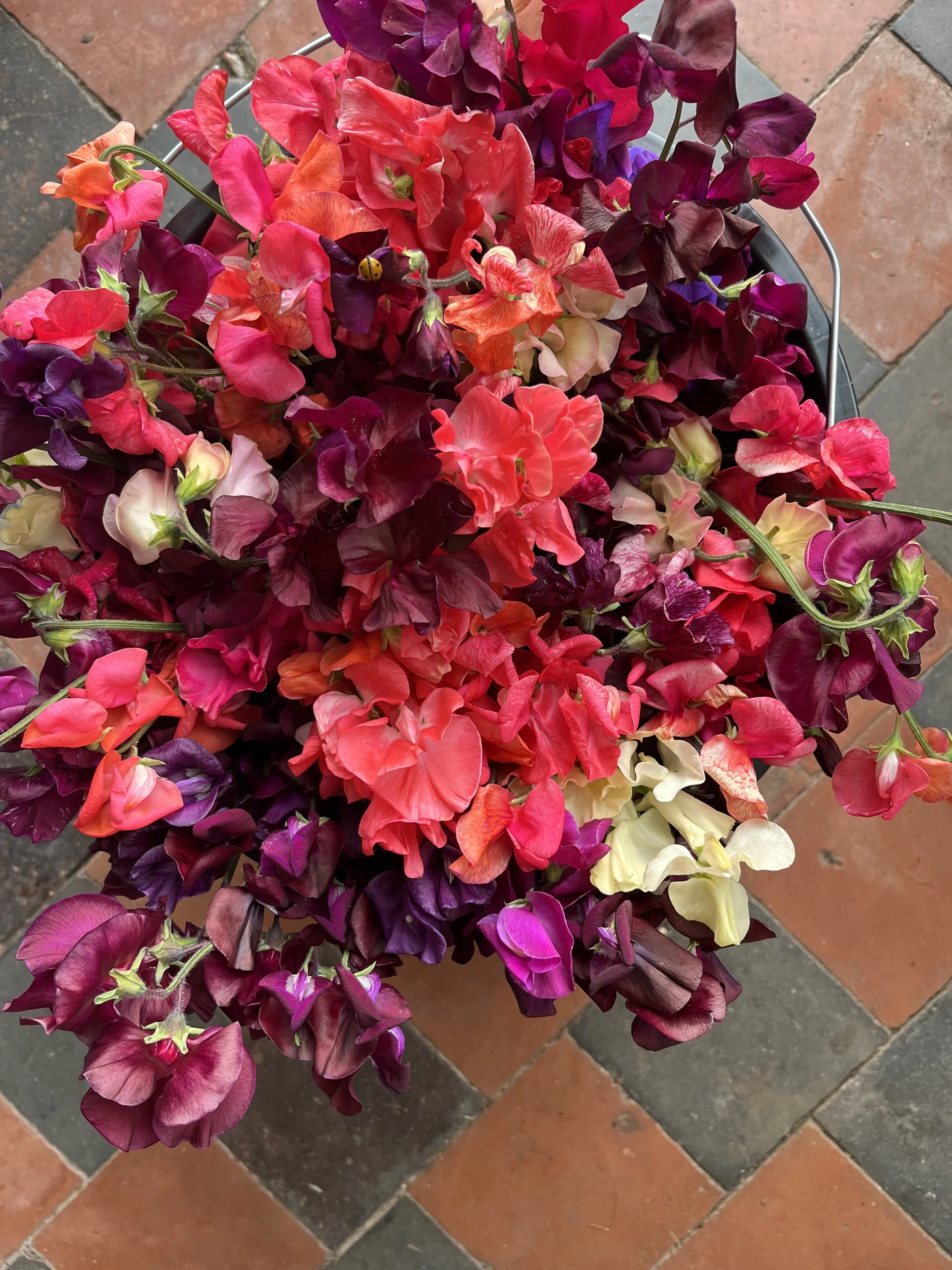 Seasonal flower bunches (subscription or one-off)