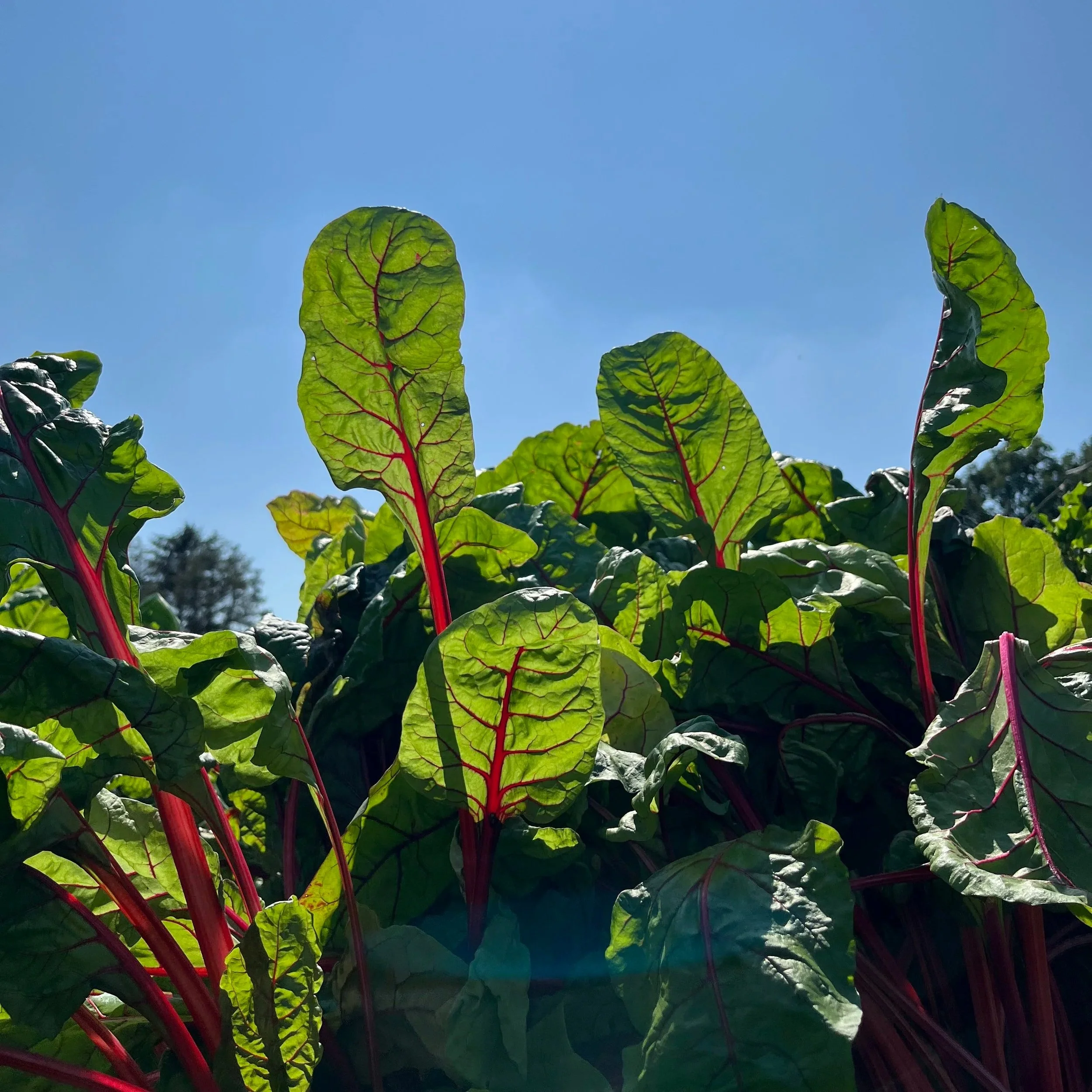 Seasonal veg and fruit box