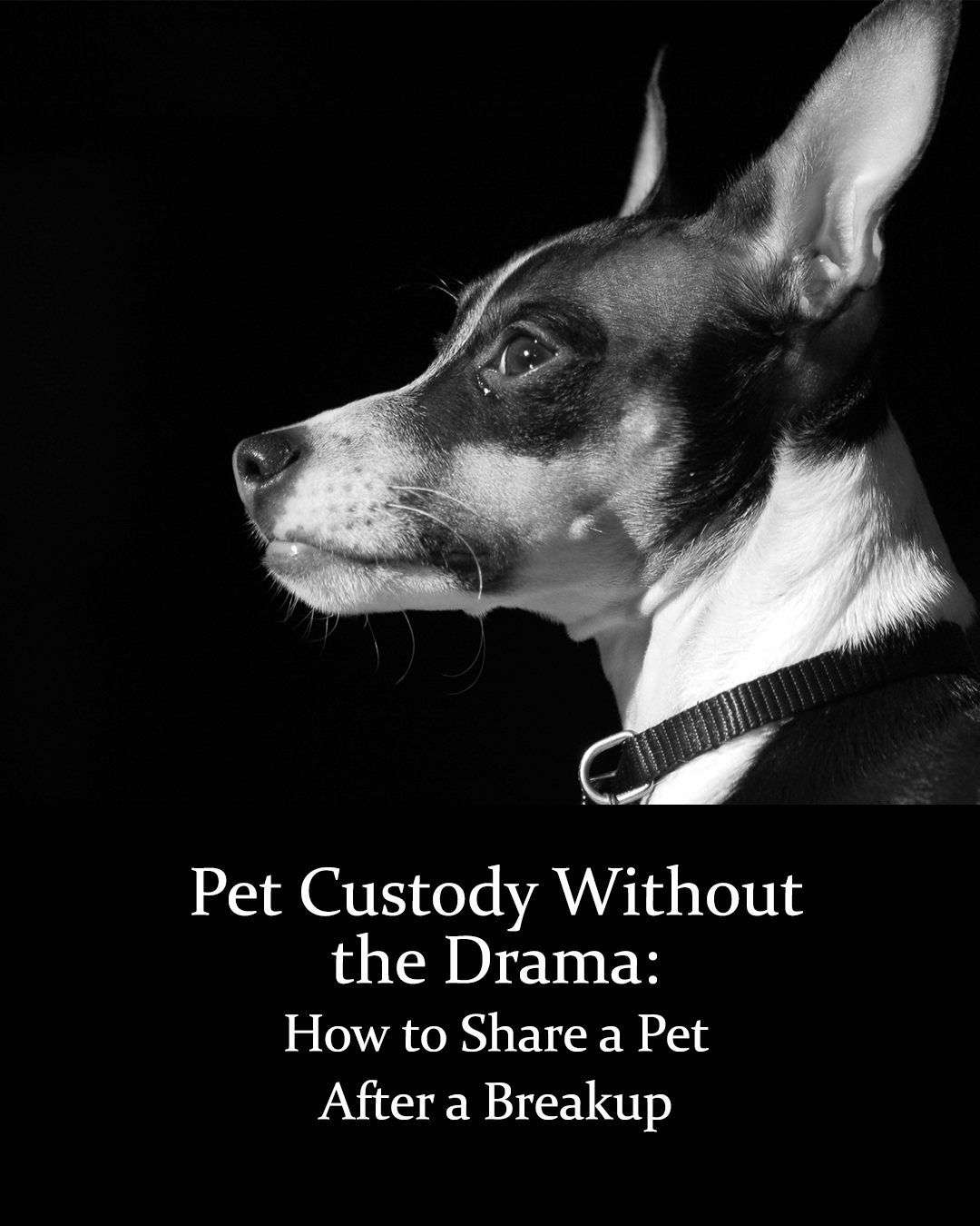 Pet Custody Without the Drama: How to Share a Pet After a Breakup