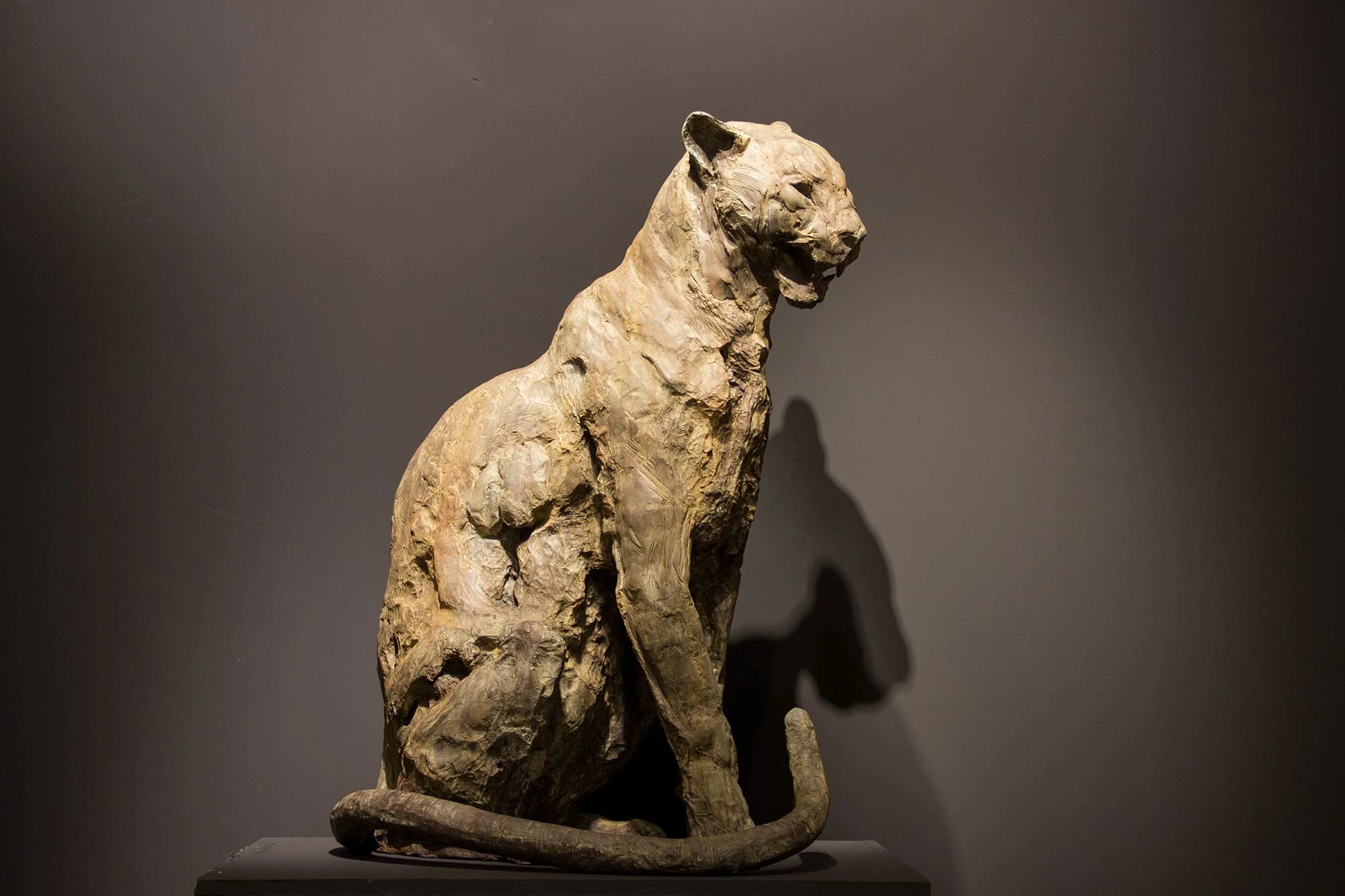 2012_PV_leopard_assis_l4b.jpg