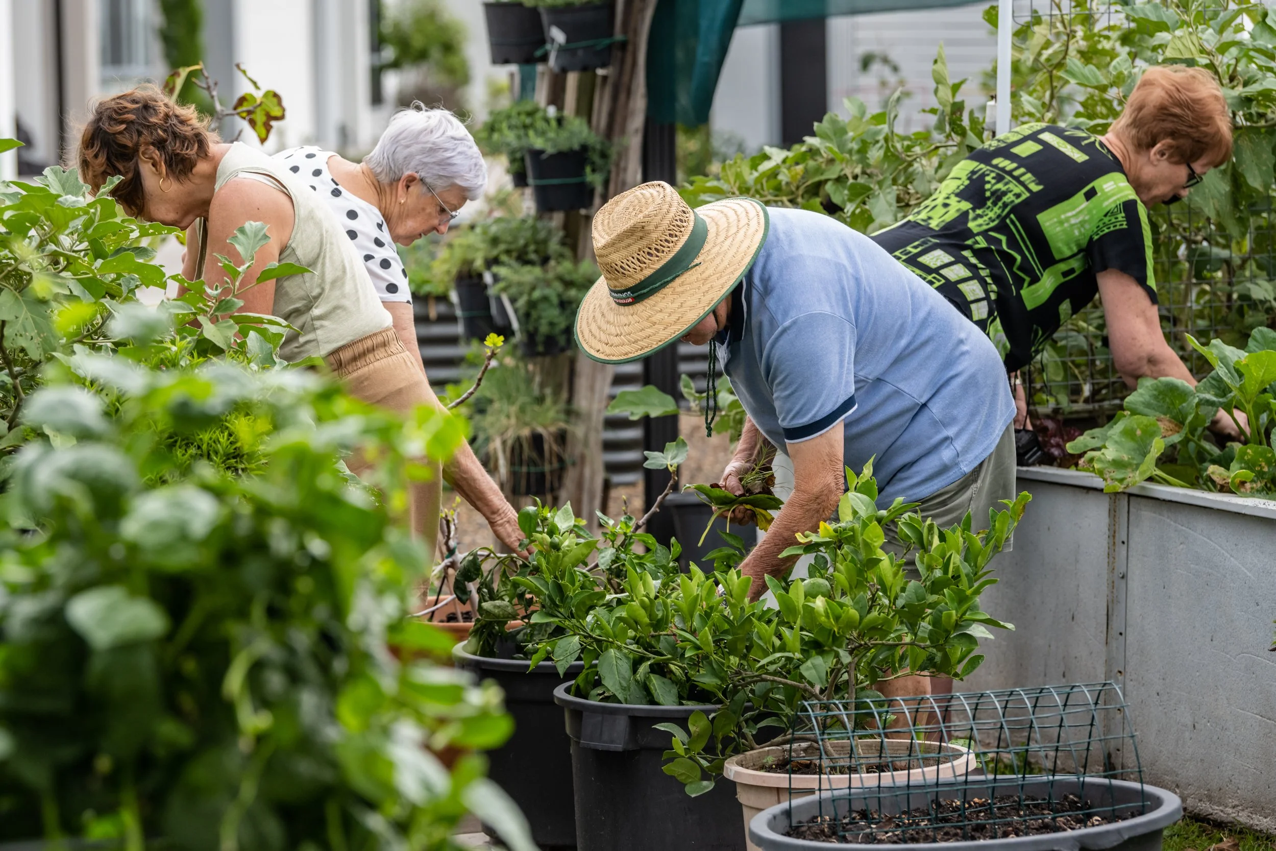 Four elderly people working together planting or tending to plants in a greenhouse or garden, with lush green plants and gardening pots visible.