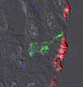 🔬&nbsp;Pushing the boundaries of translational research at Westmead