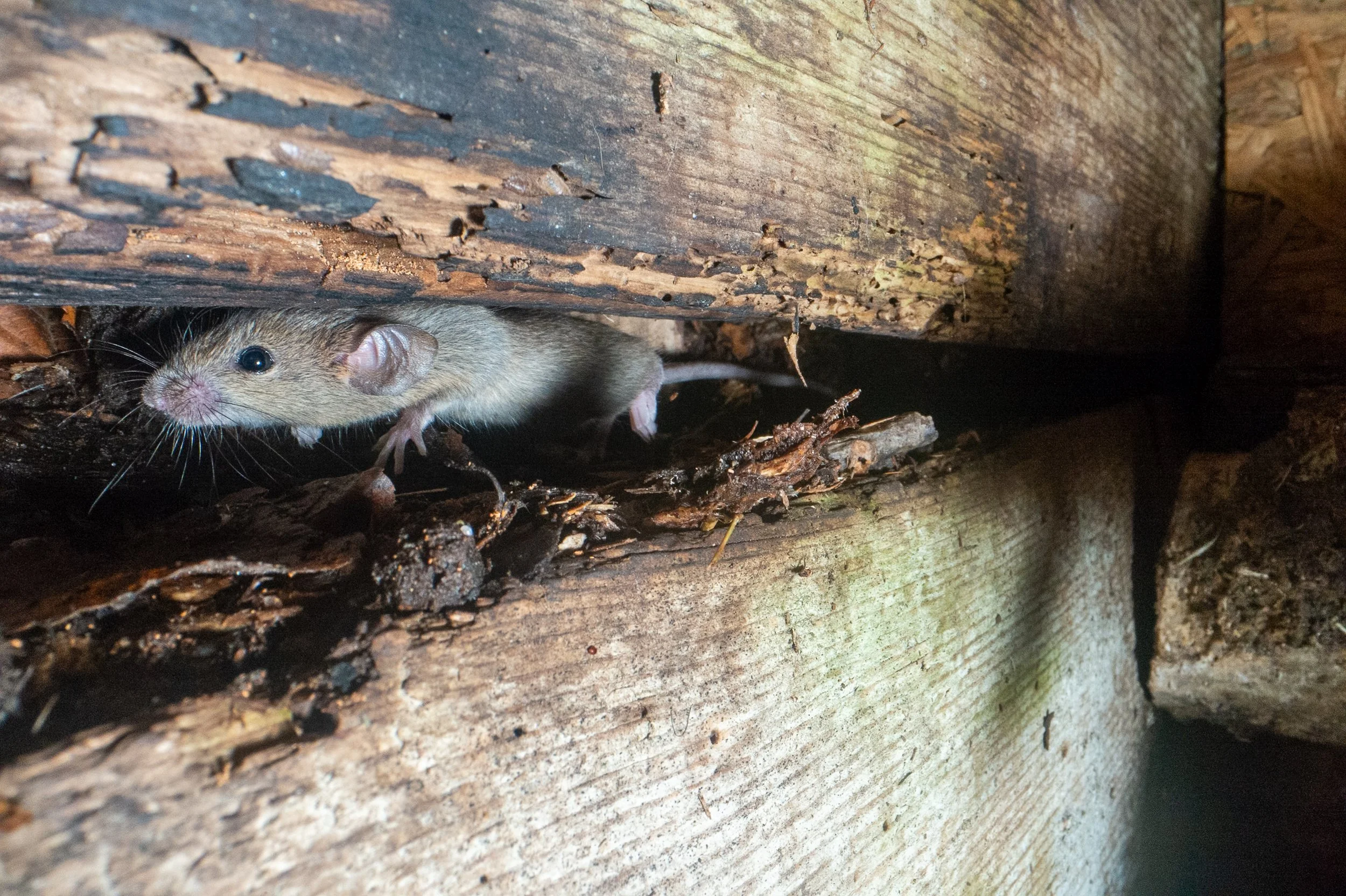 2025-10_Glattenried_Komspost_Hausmaus9902.jpg