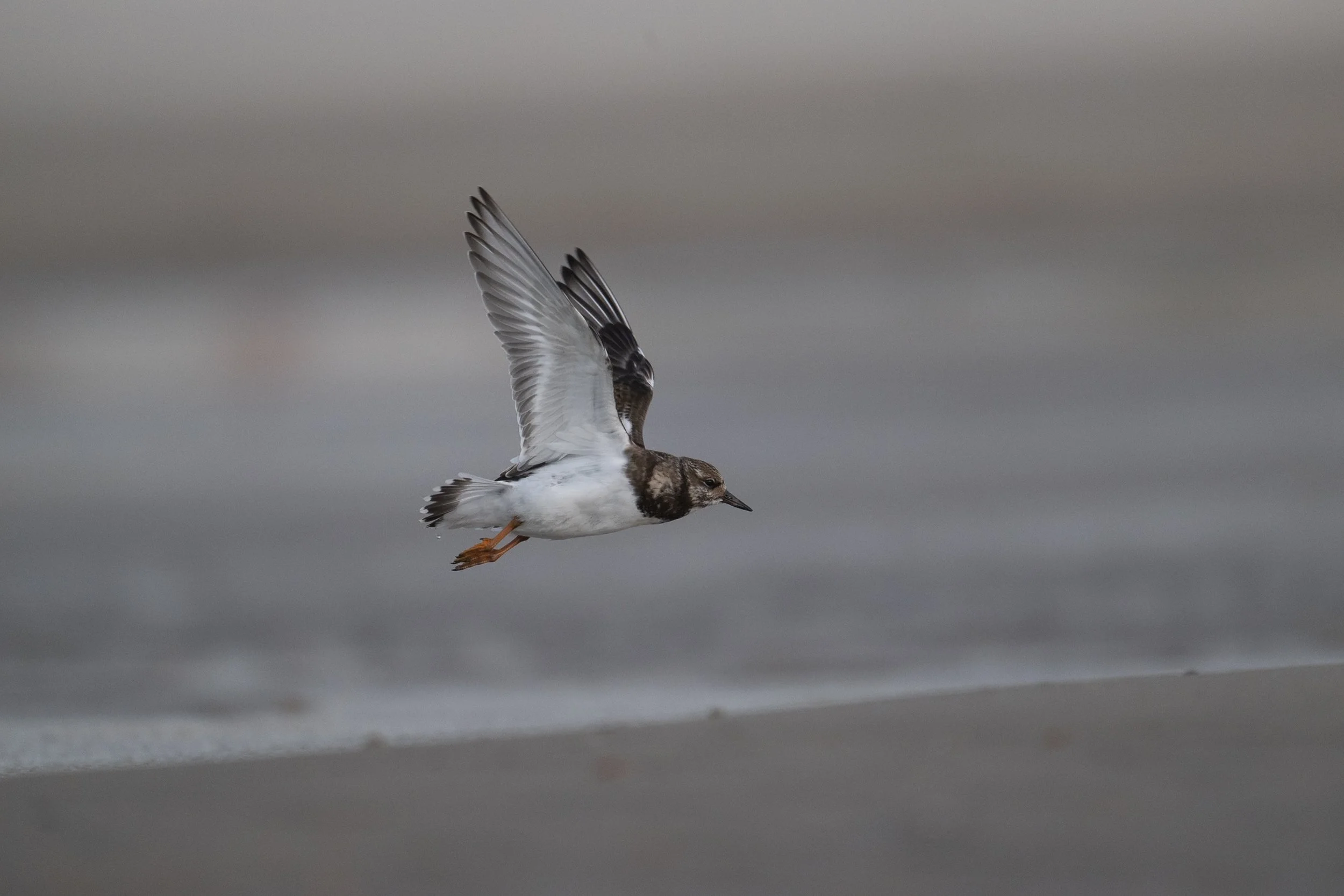 2025-09_DomburgNL_Limikolen, Moewen, Seehund3216.jpg