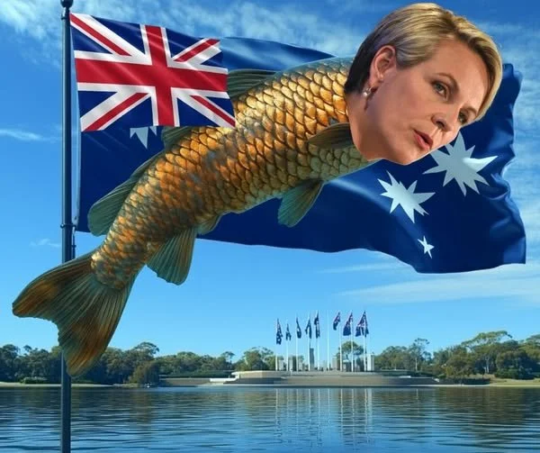 Plibersek must address the devistating cARP Epidemic