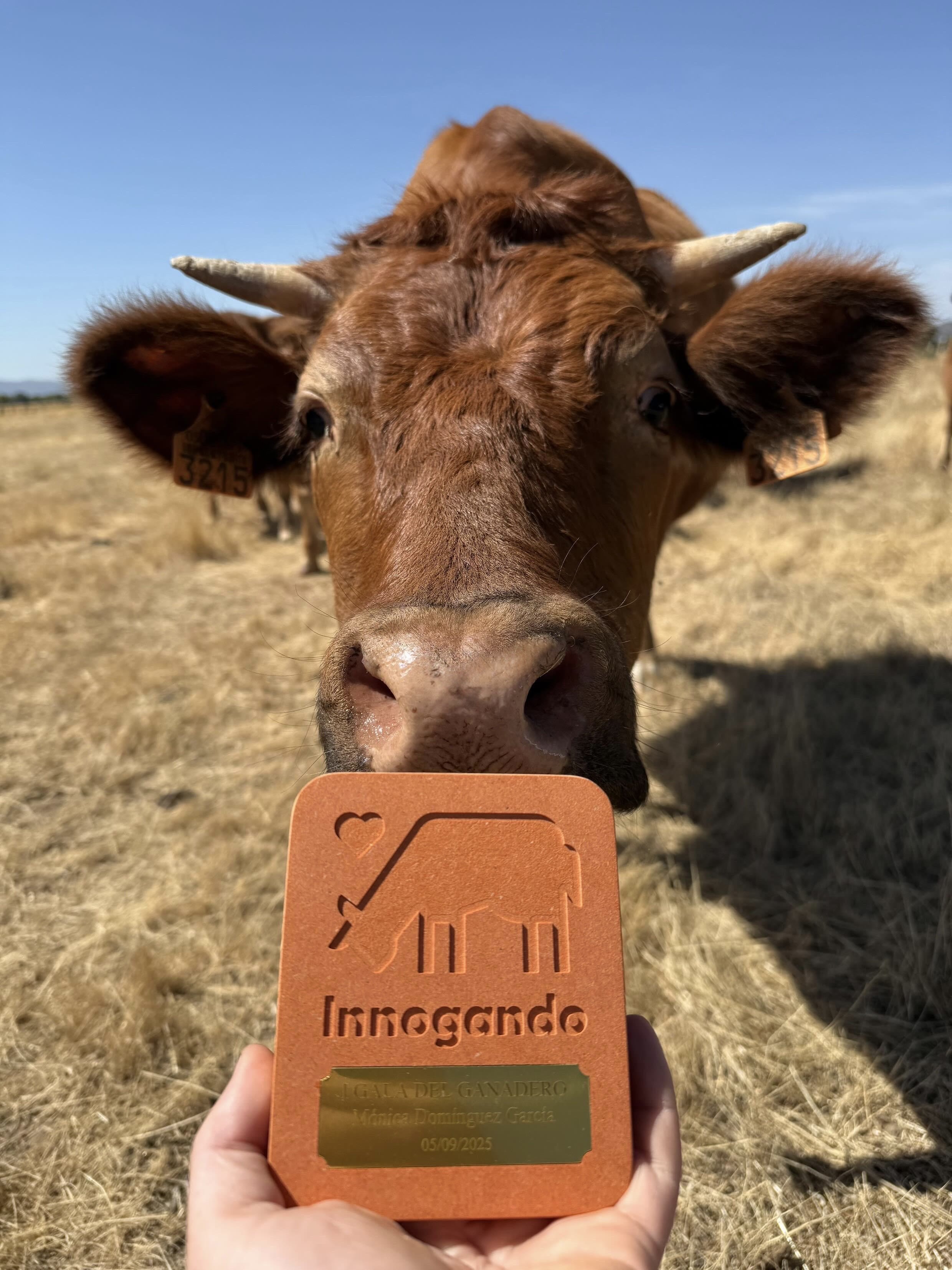 Vaca en un campo seco con cielo despejado, tomándole una selfie con un cartel con el texto 'Innogando'.