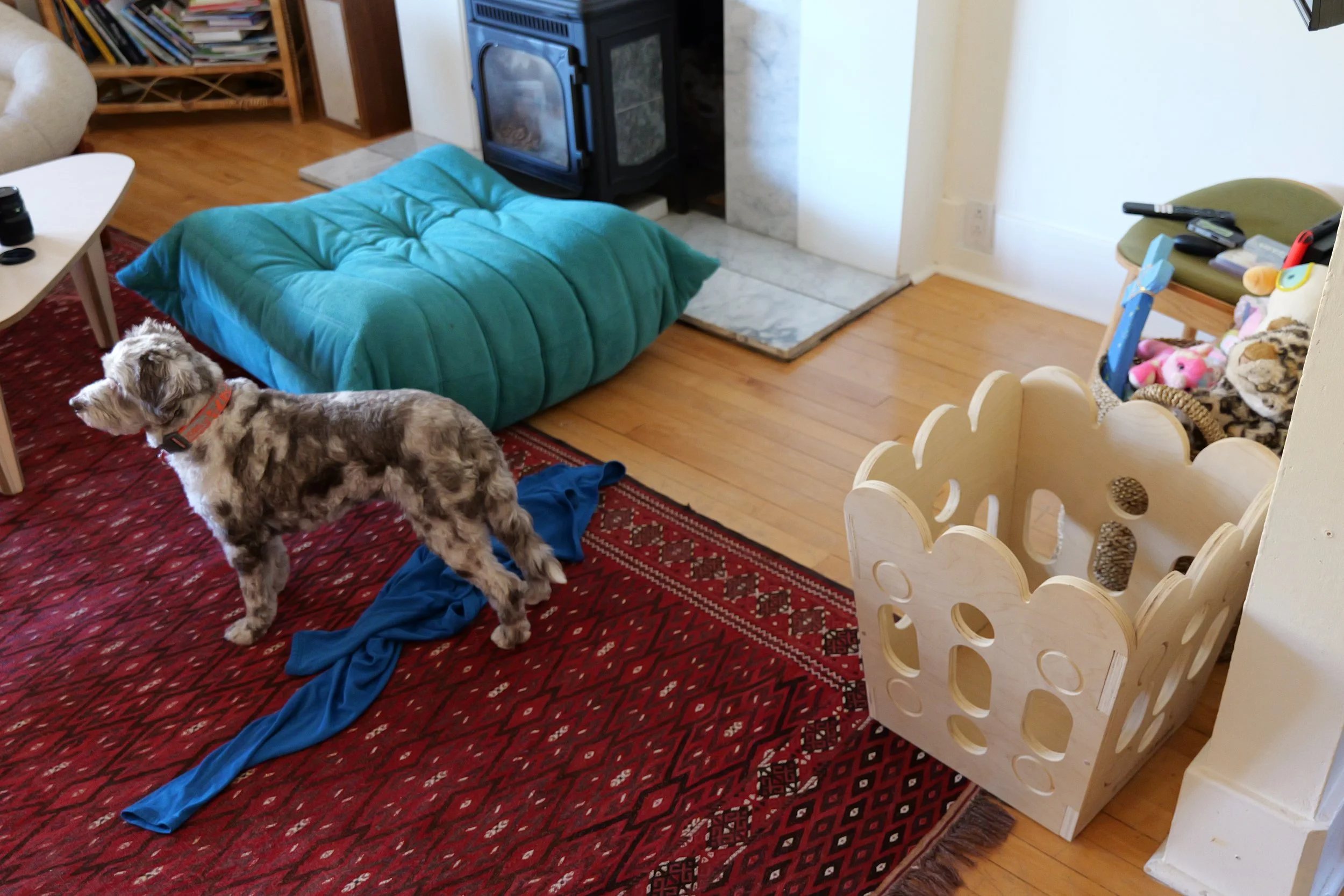 A dog with a red collar standing on a red patterned rug beside a pile of blue fabric in a living room with hardwood floors, a teal blanket on a chair, and a fireplace.