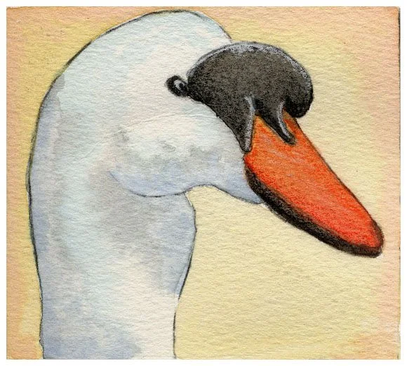 swan1.jpg