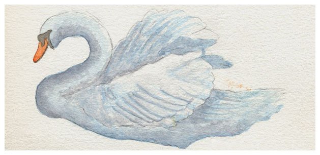 swan4.jpg