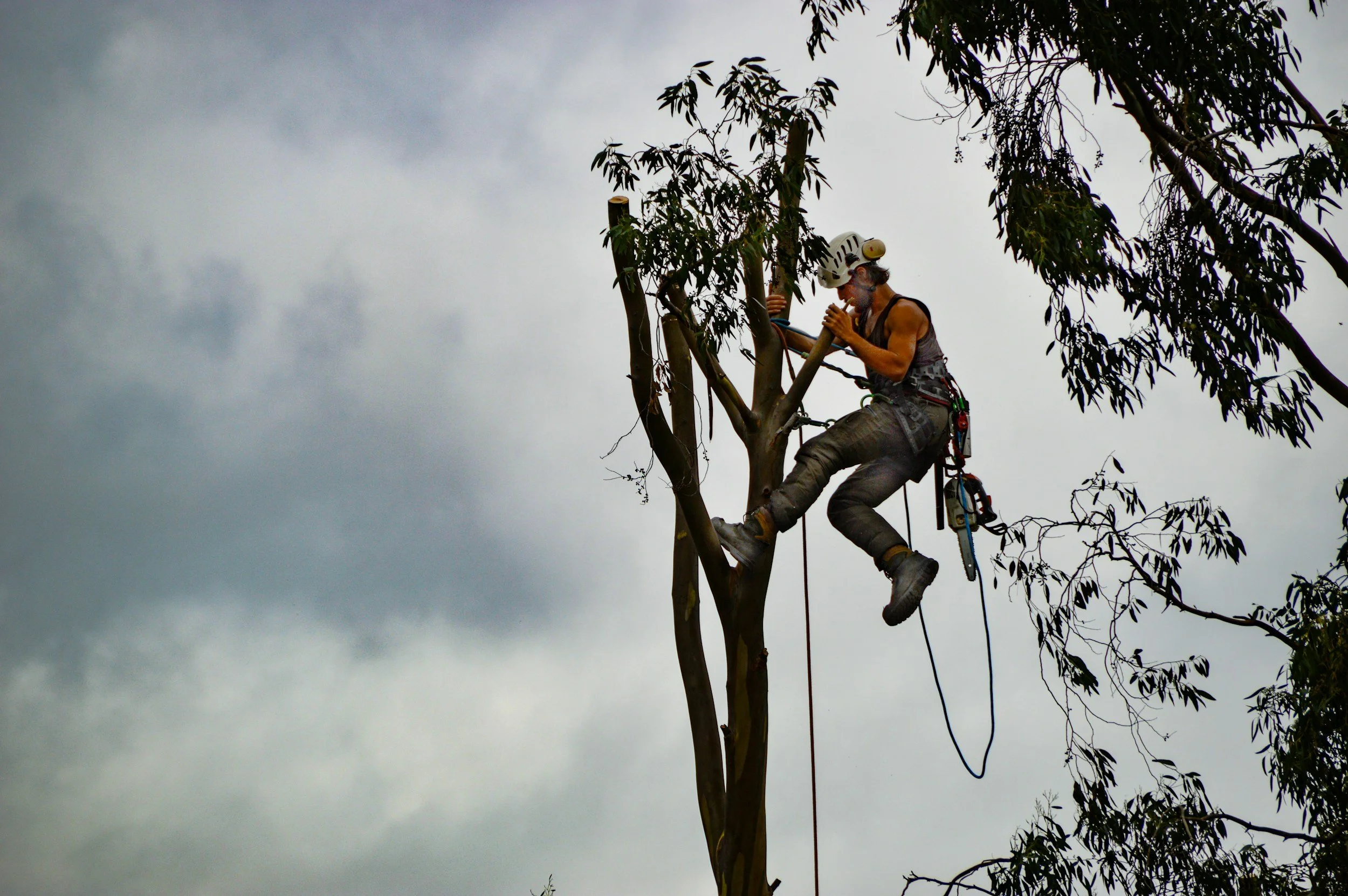 A person wearing safety gear, including a helmet and harness, is climbing and working on a tall tree against a cloudy sky.