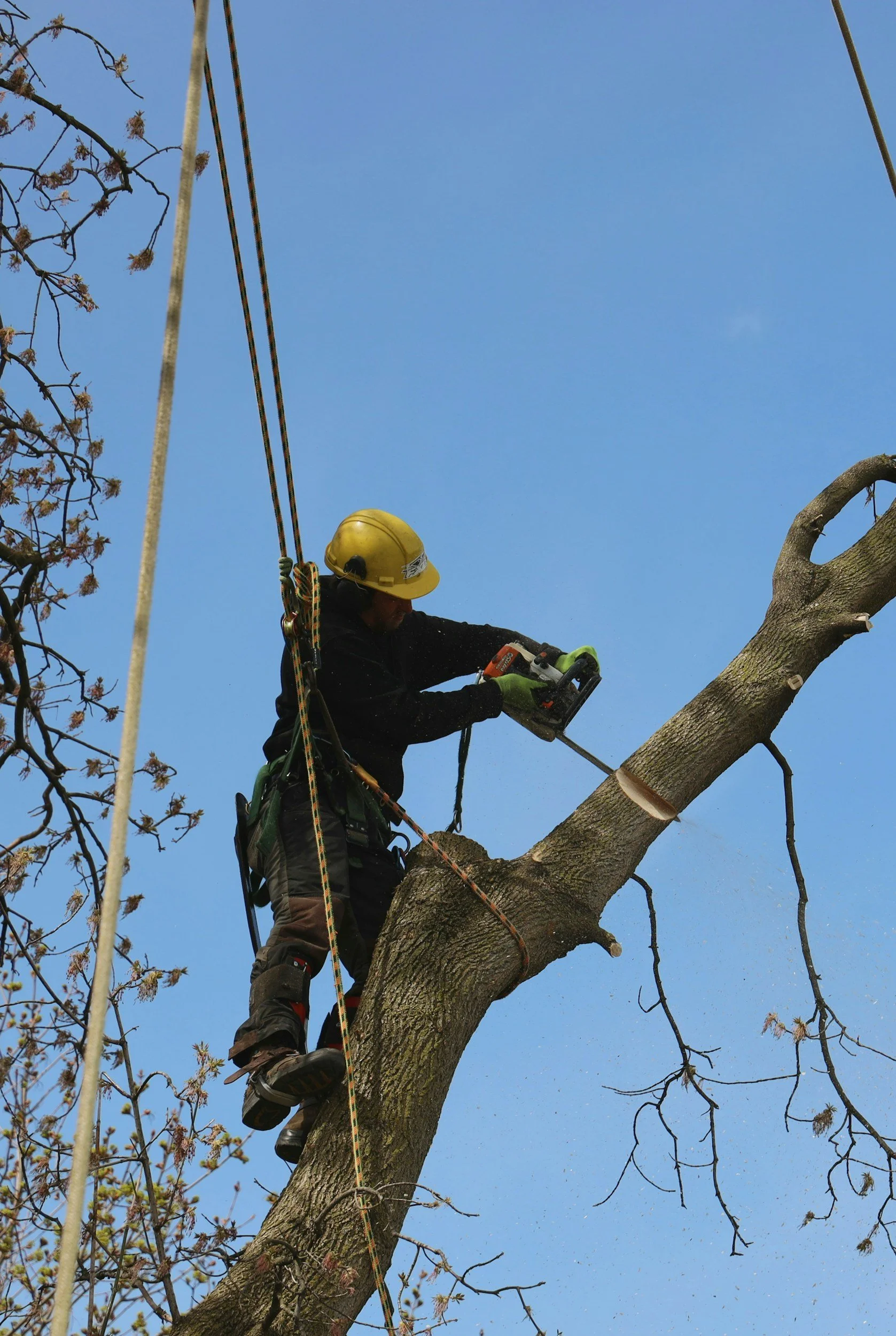 Arborist wearing a yellow helmet and safety gear, cutting a large tree branch with a chainsaw while perched high on the tree against a blue sky.