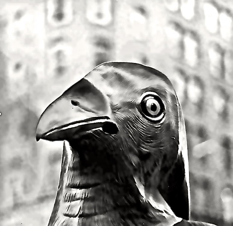 urban fowl i, 2014