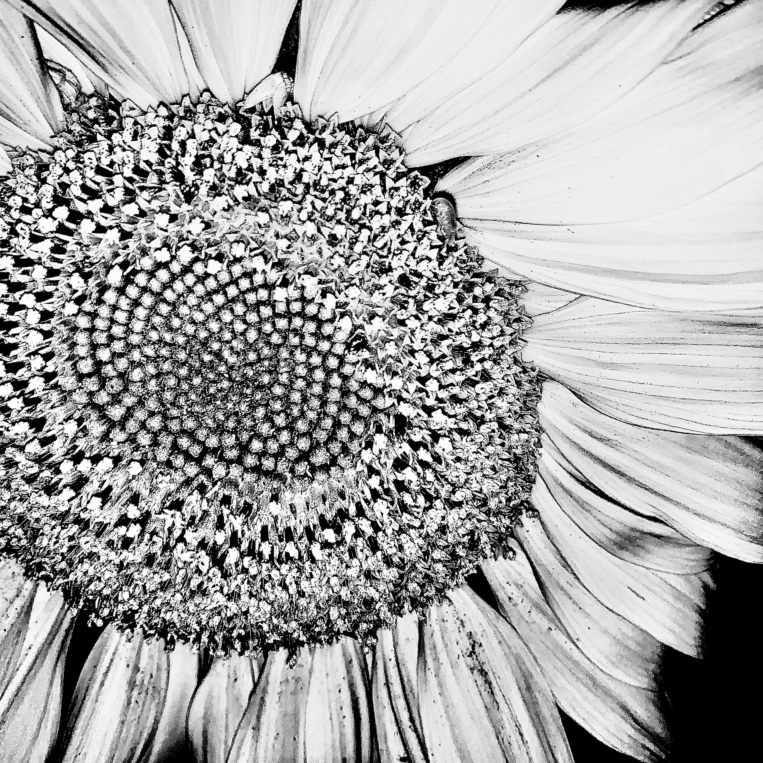 girasol, 2020