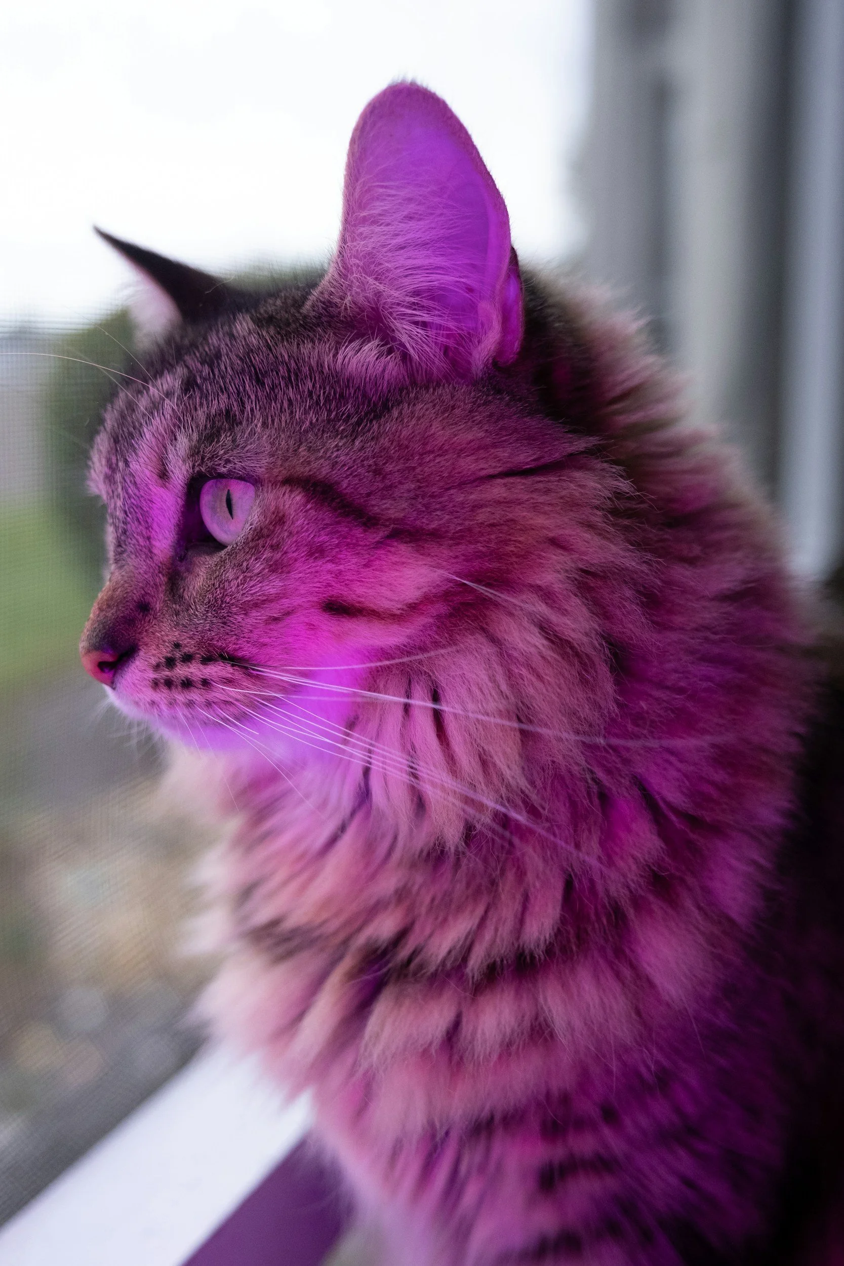 Why does my cat glow hot pink when I say cranberry water?
