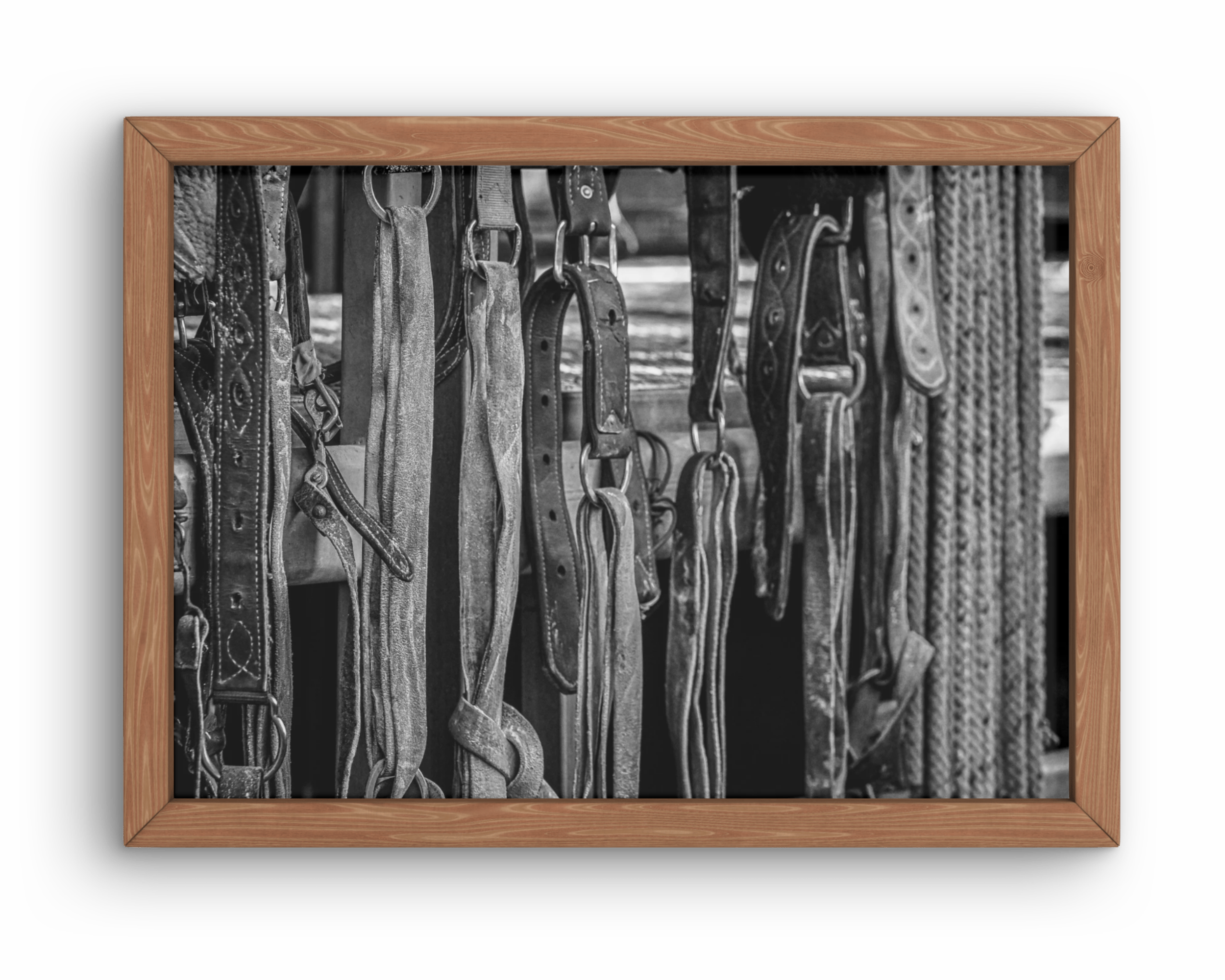 Flanks On The Fence Print