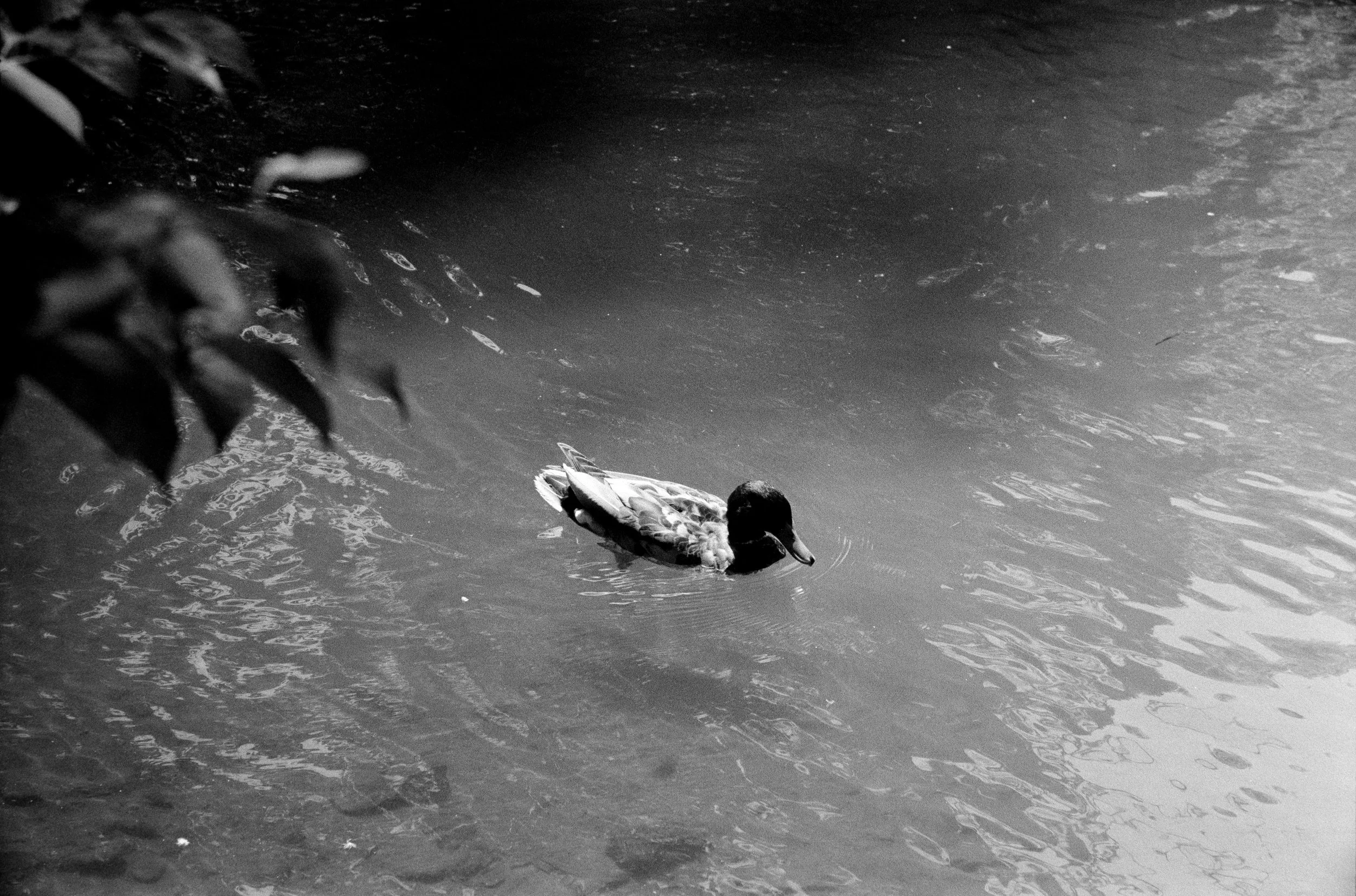 Ducks and Canal-1.jpg