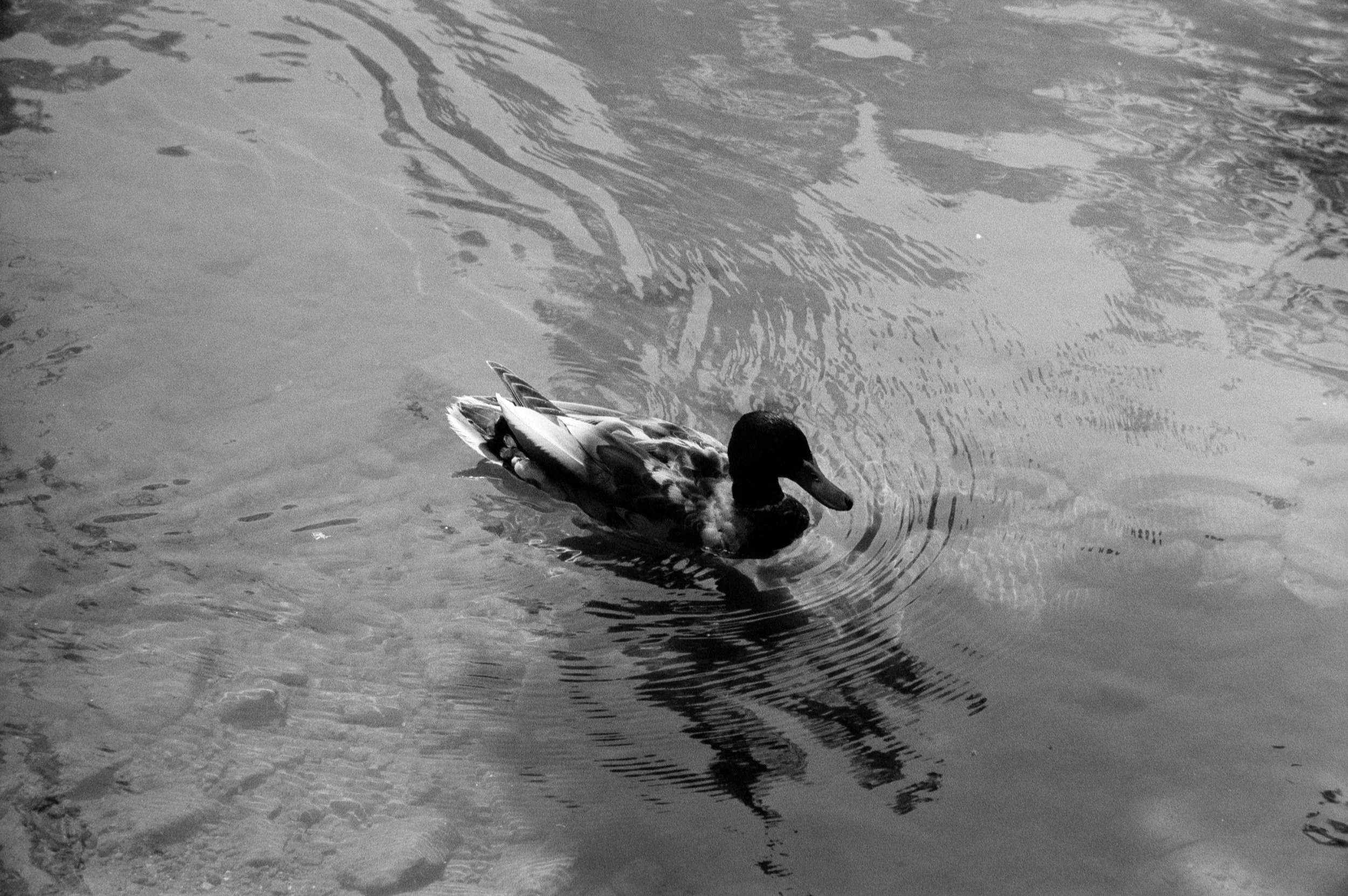 Ducks and Canal-2.jpg