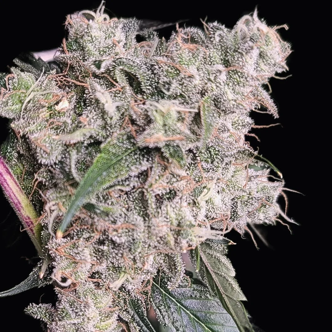 Diesel Poison