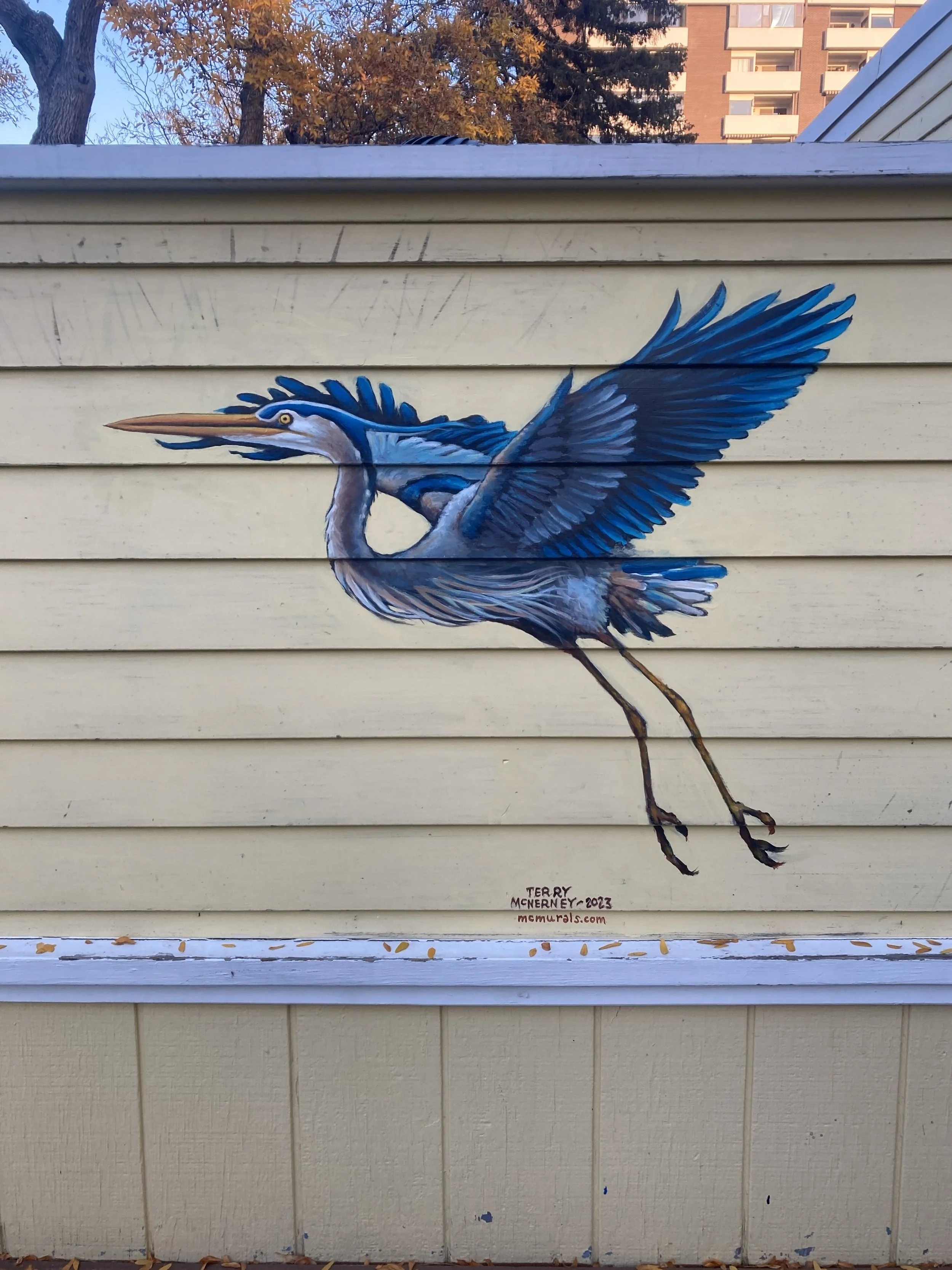 Blue Heron, 2024, exterior paint on siding, 12' x 50', located at Lucilles in Old Town Fort Collins