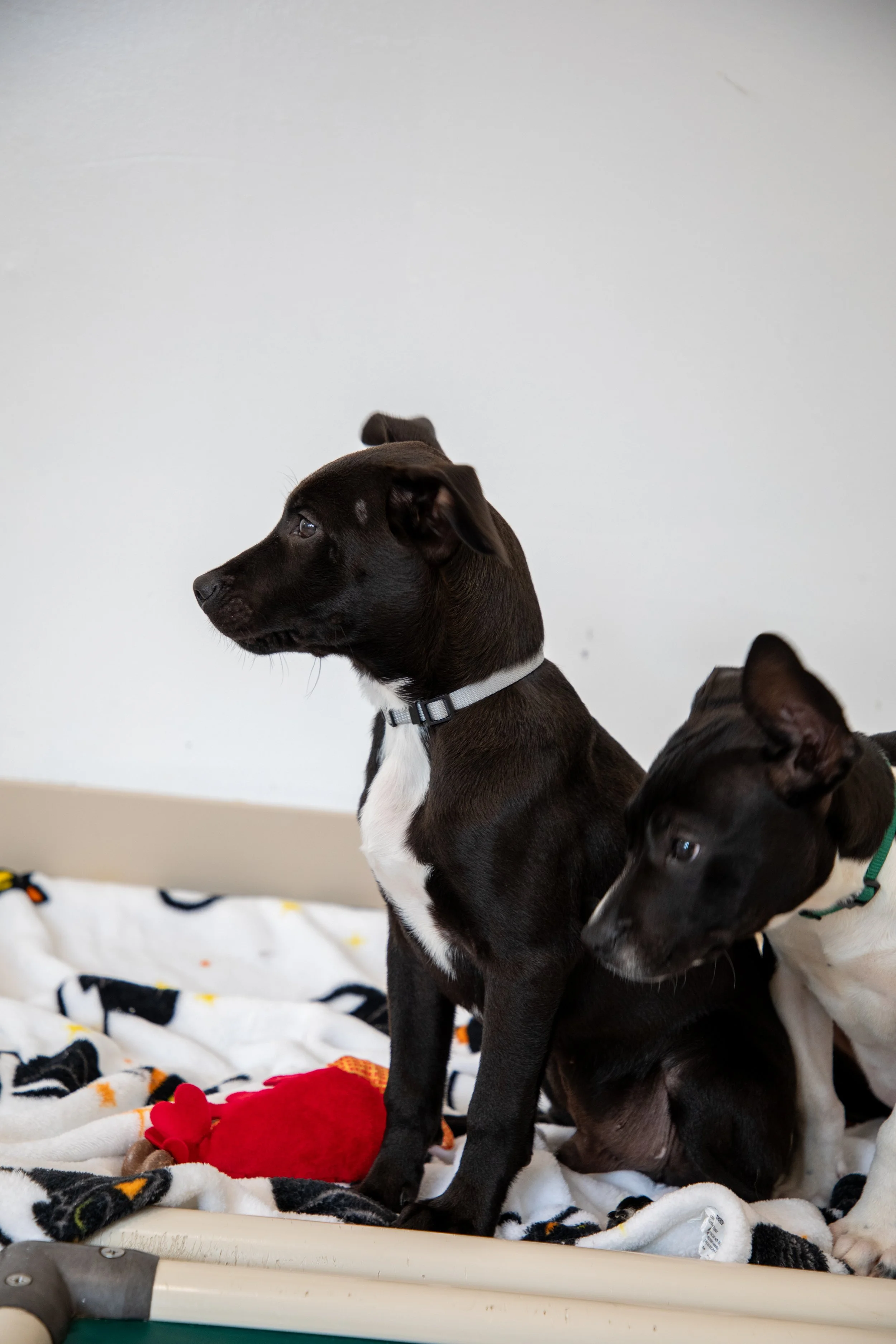 Will Locke Pet Photography- HopeForLife Unwatermarked5.jpg