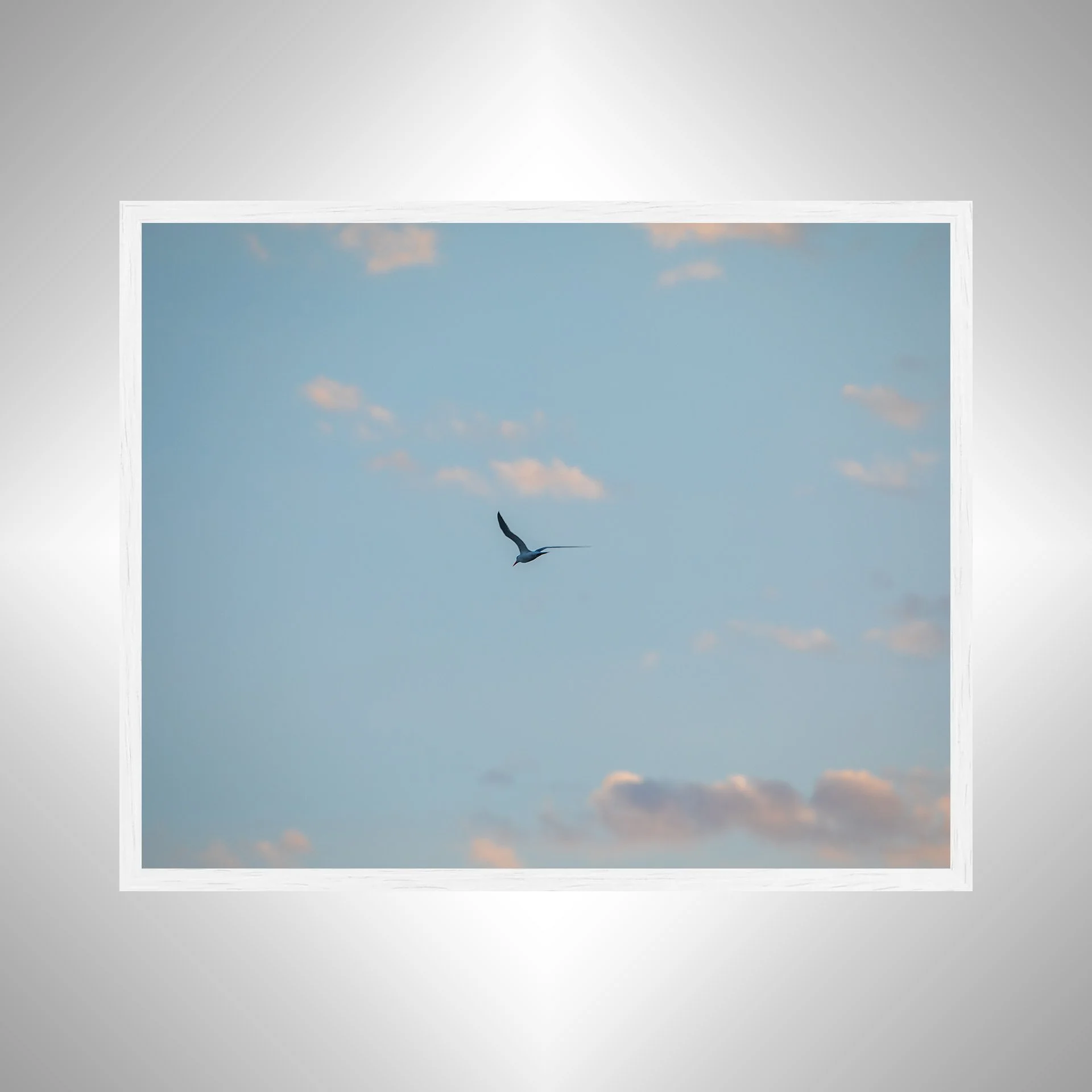 1:1 Seagull + Pink Clouds- White.jpg