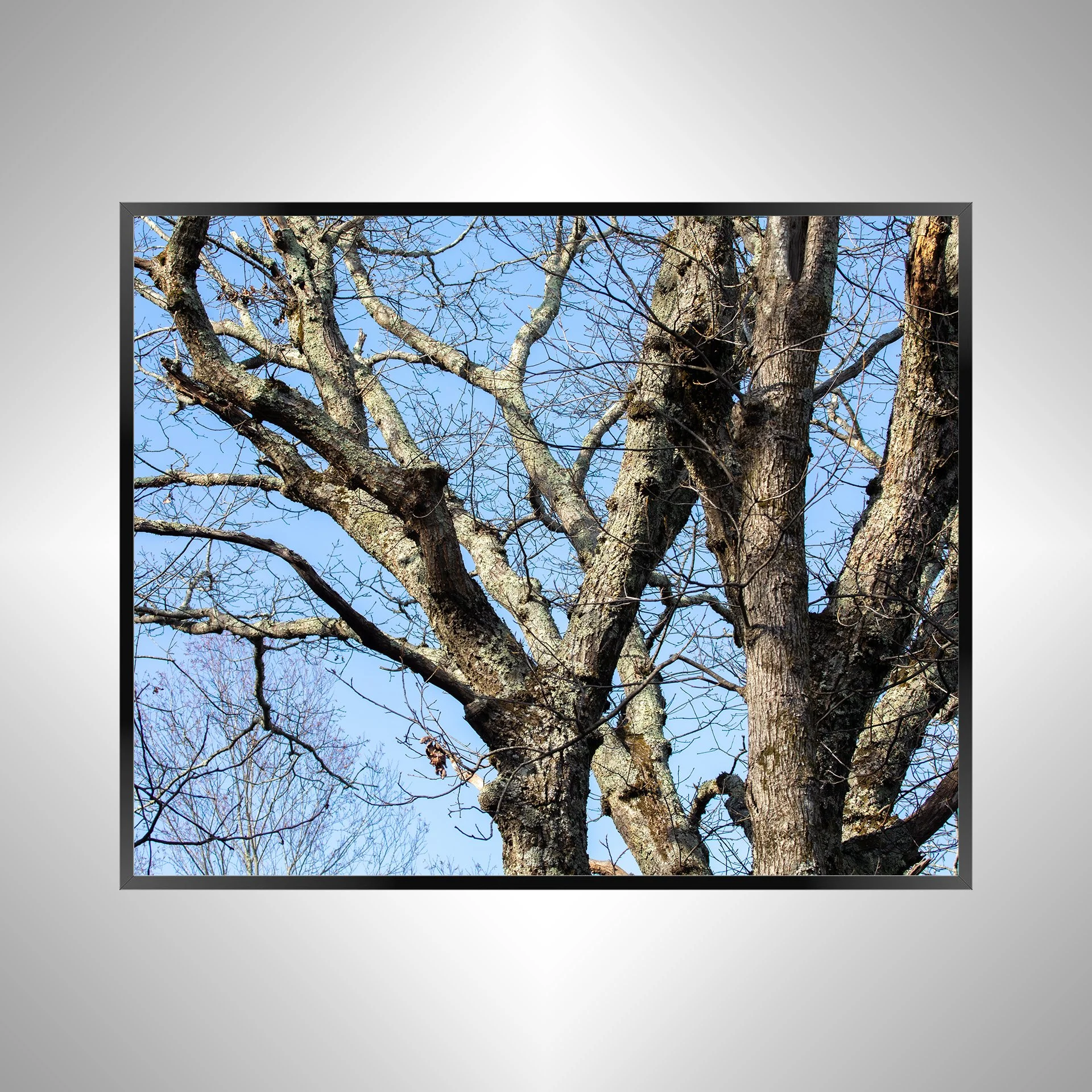 1/1 Trees at the Shenandoah National Park