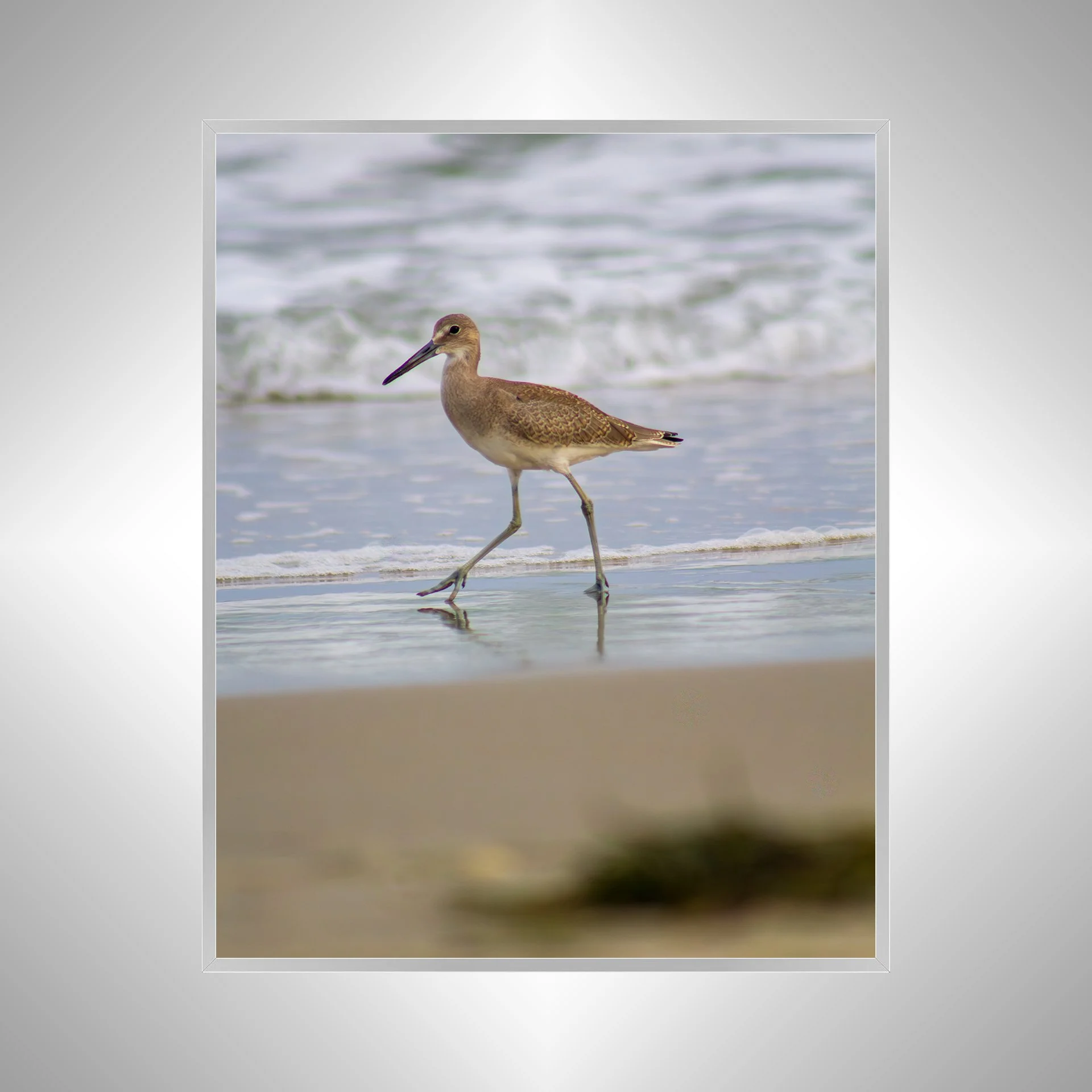 1:1 Willet Walking- silver.jpg