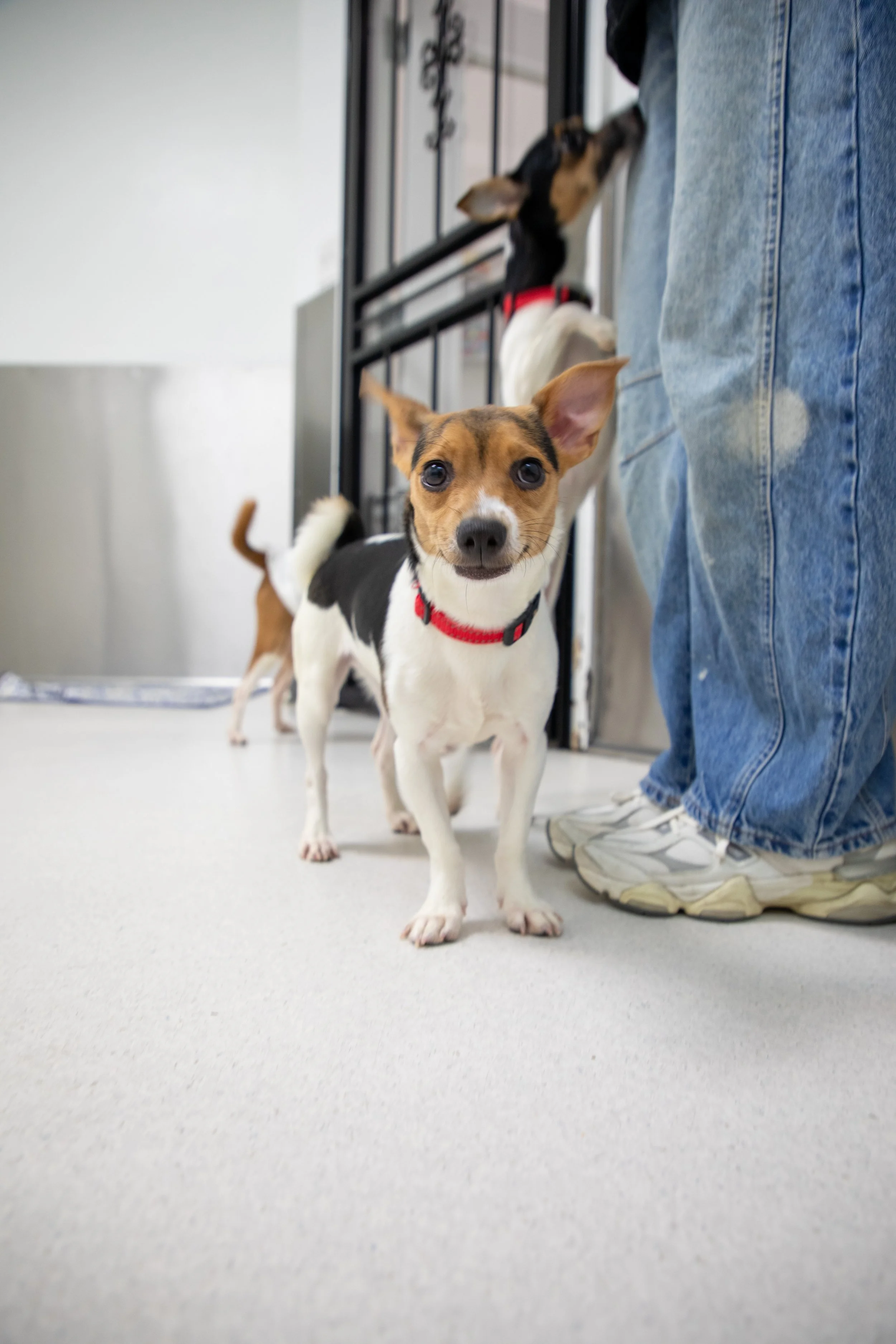 Will Locke Pet Photography- HopeForLife Unwatermarked35.jpg