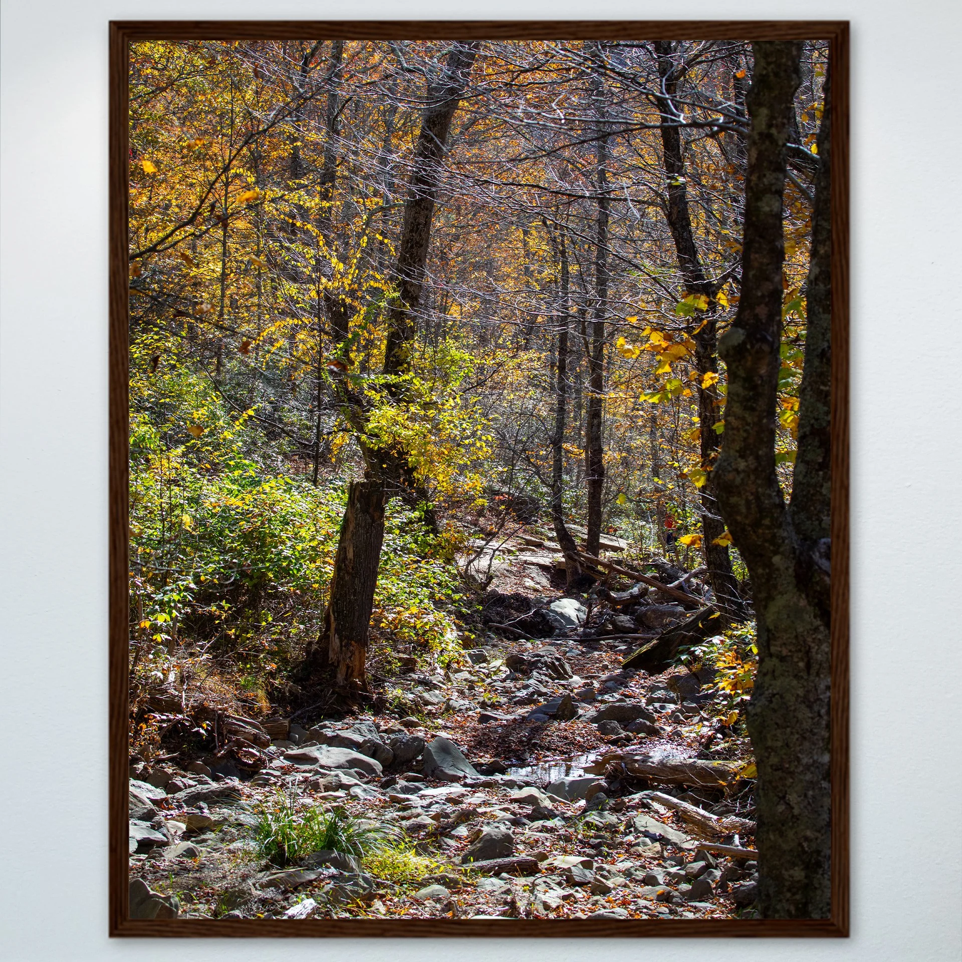 1:1 Shenandoah National Park Rocky Trail- Wood.jpg