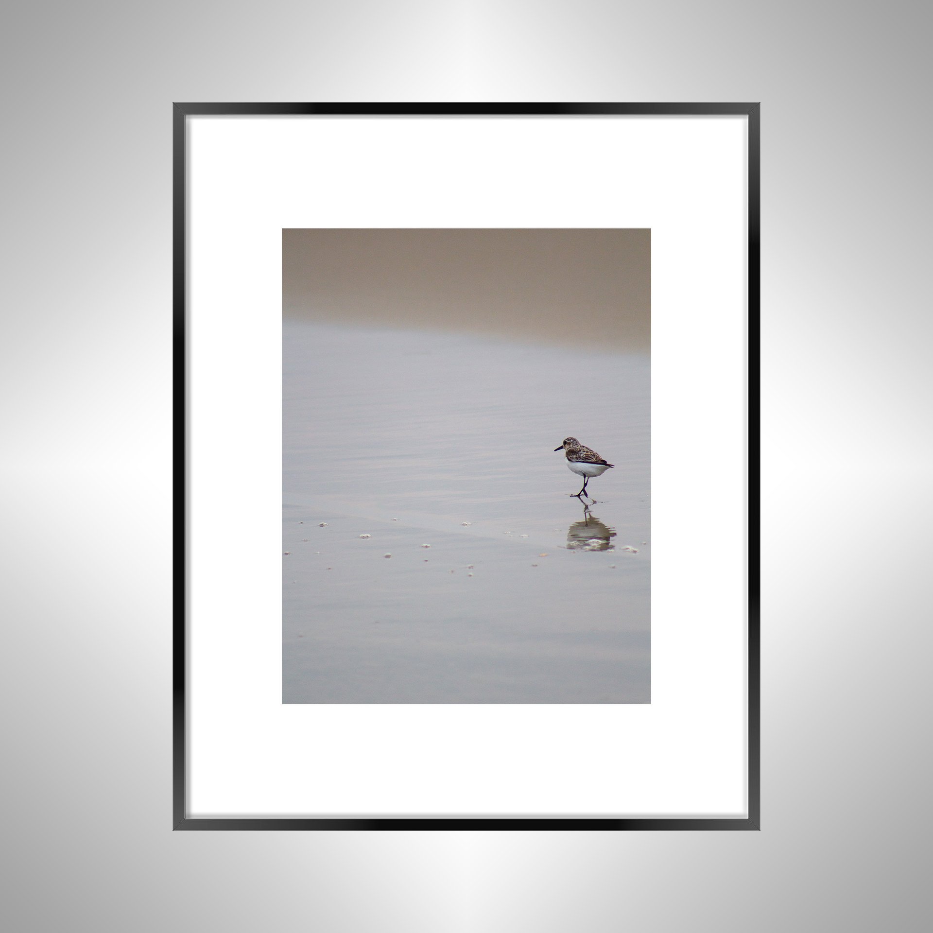 1:1 Sanderling Reflection- Black w: Border.jpg