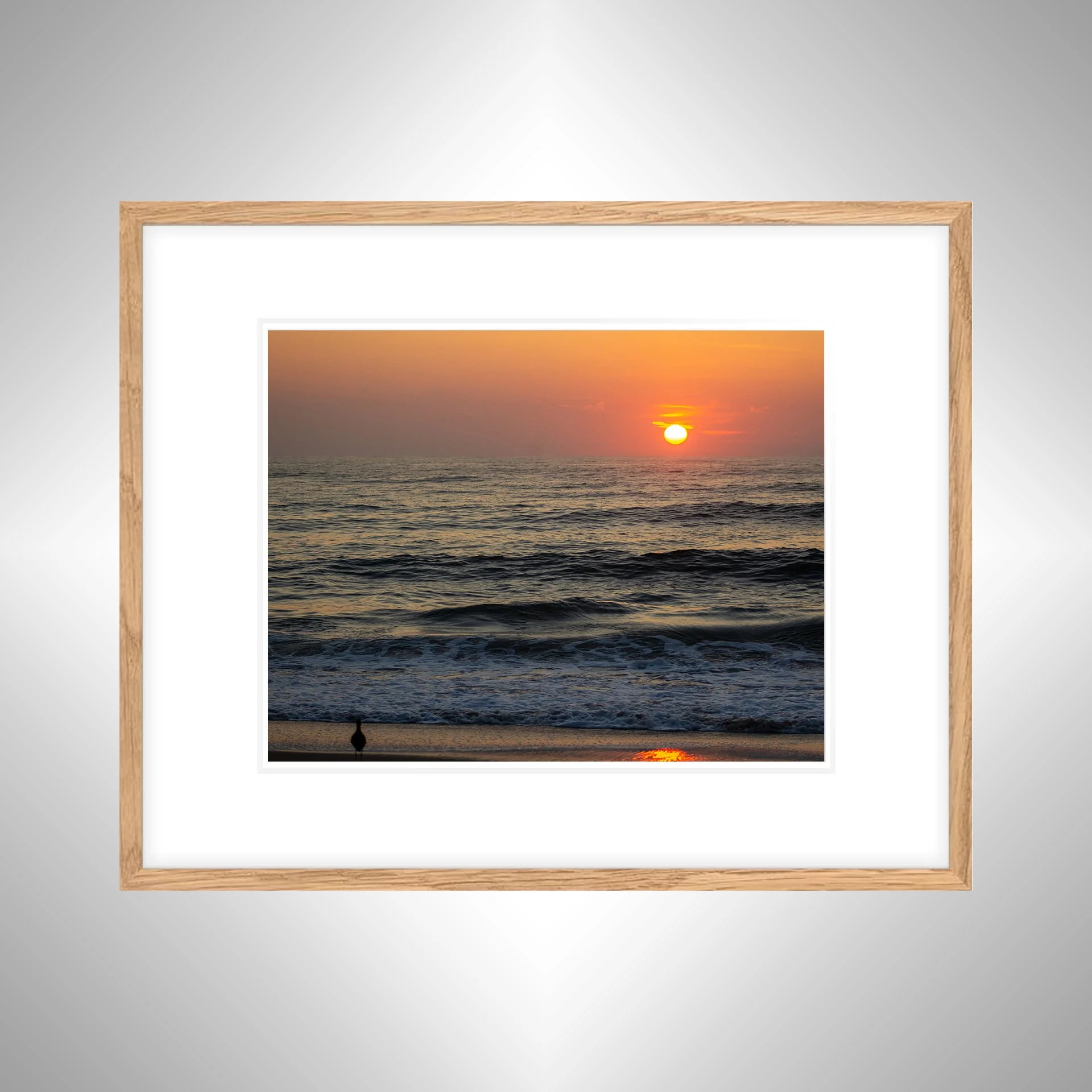 1:1 Willet Watching Sunrise- White w. Border copy NATTY.jpg