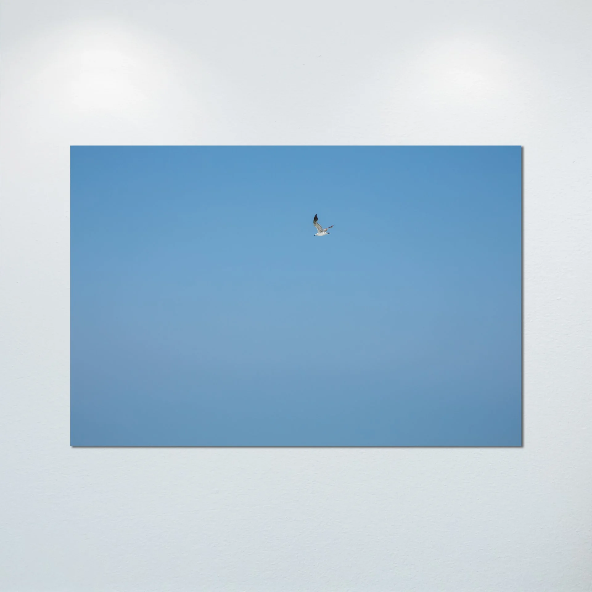 1/10 Blue Sky Seagull