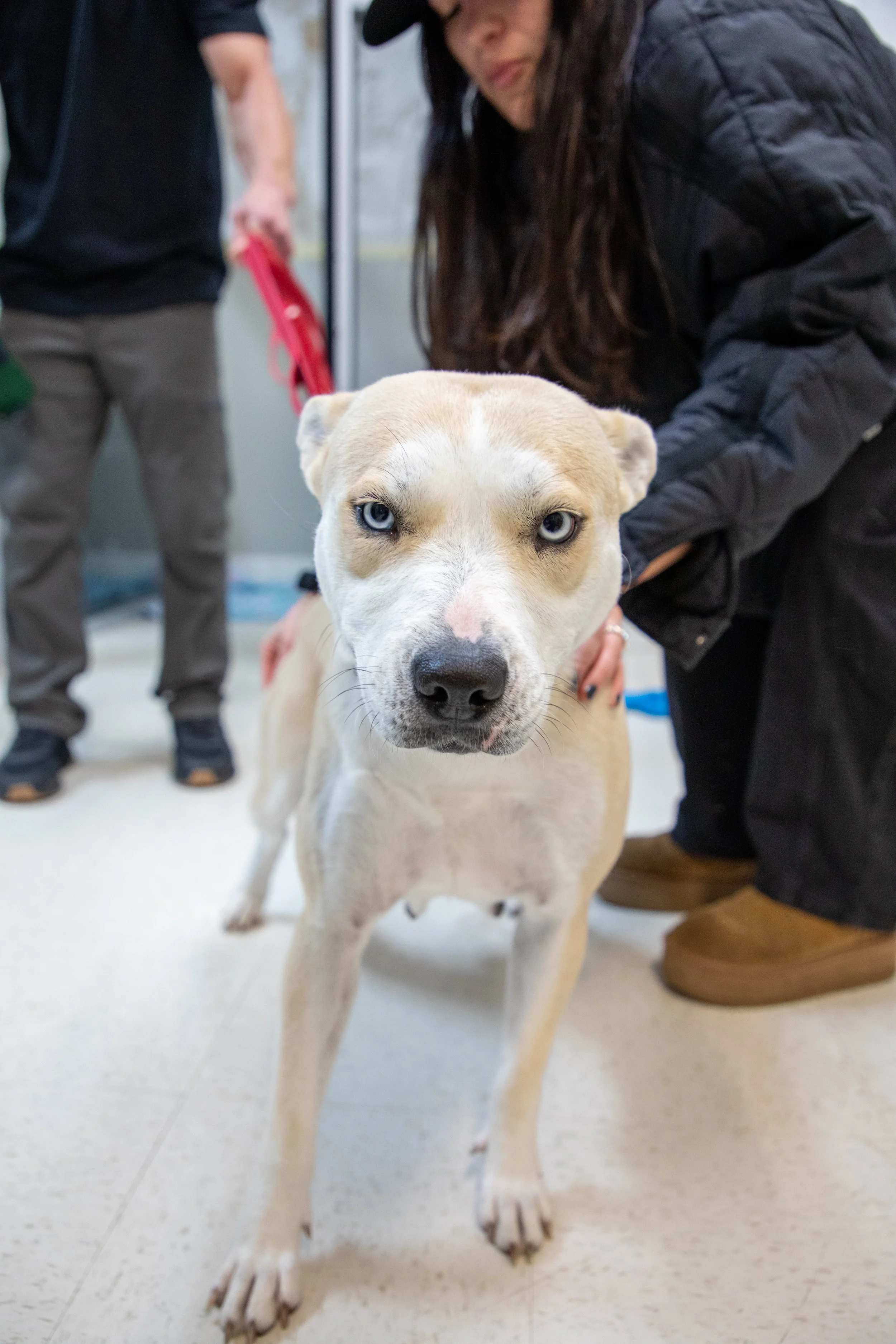 Will Locke Pet Photography- Hope For Life 12:28:2025 Missy6.jpg