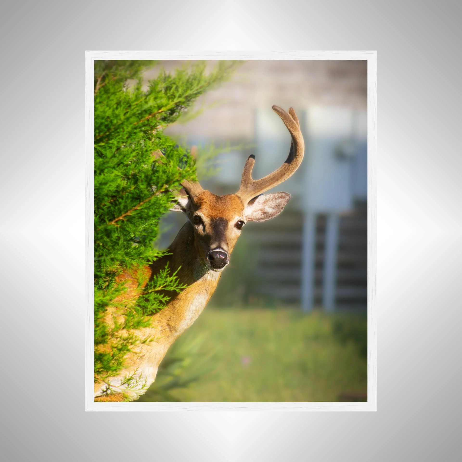 1:1 Deer Peer- White Wood.jpg