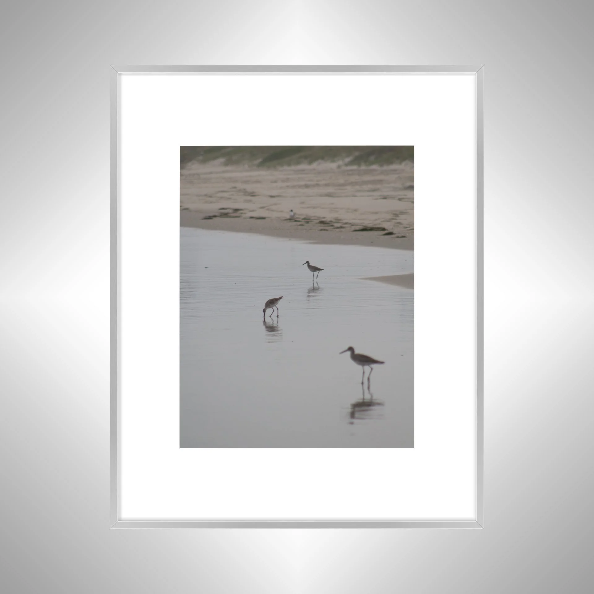 1:1 Three Willets Reflection- Silver w: Border.jpg
