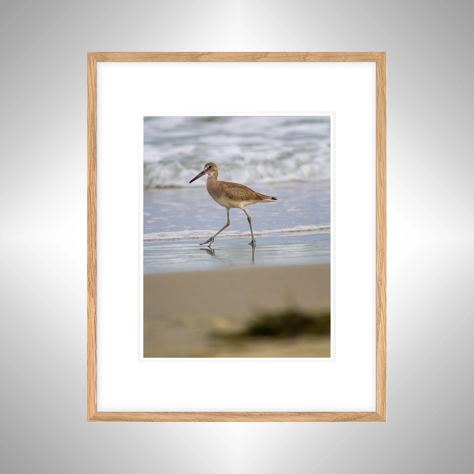 1:1 Willet Walking- White w: Border copy NATTY.jpg