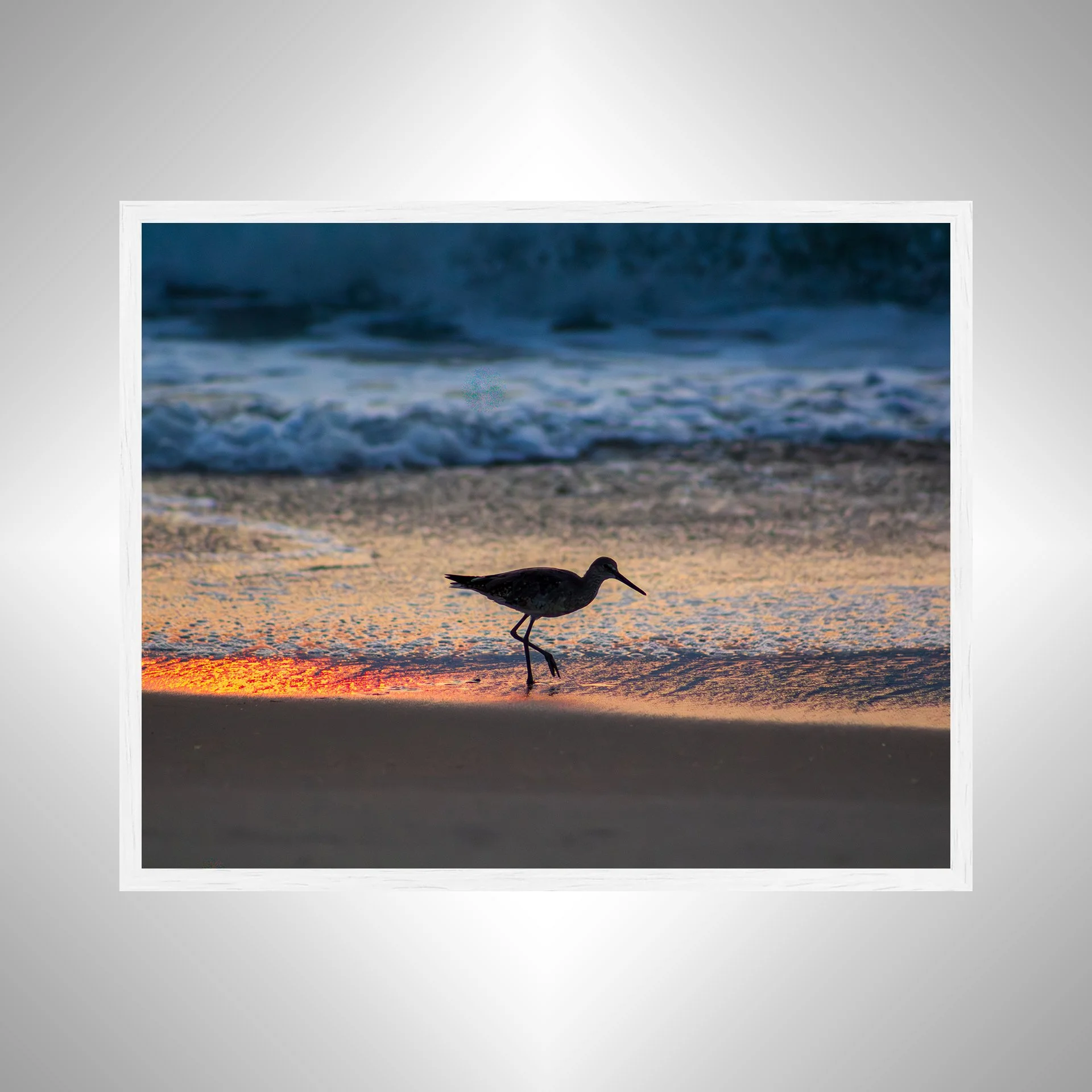 1:1 Willet Step- White.jpg