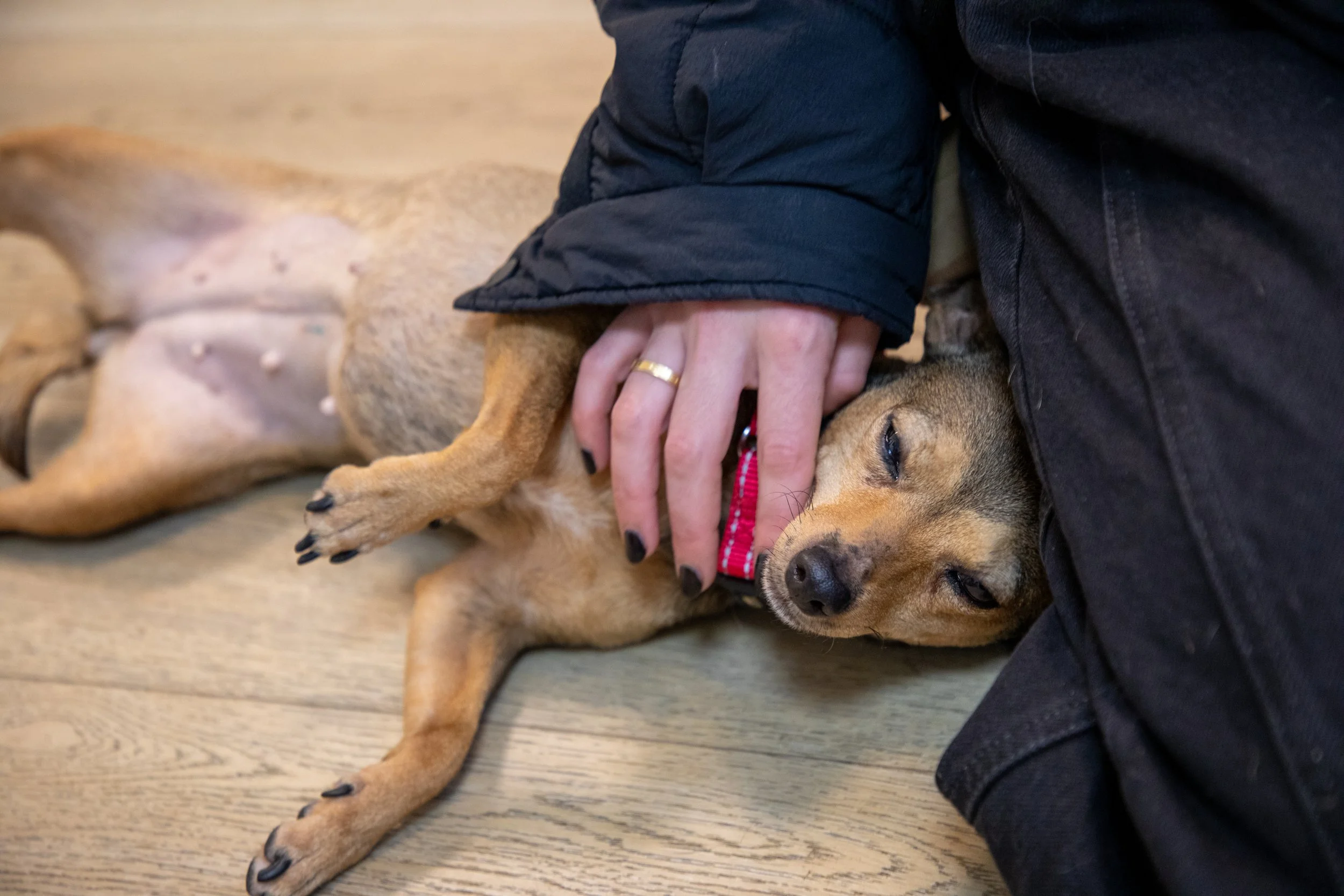 Will Locke Pet Photography- Hope For Life 12:28:2025 Chai32.jpg