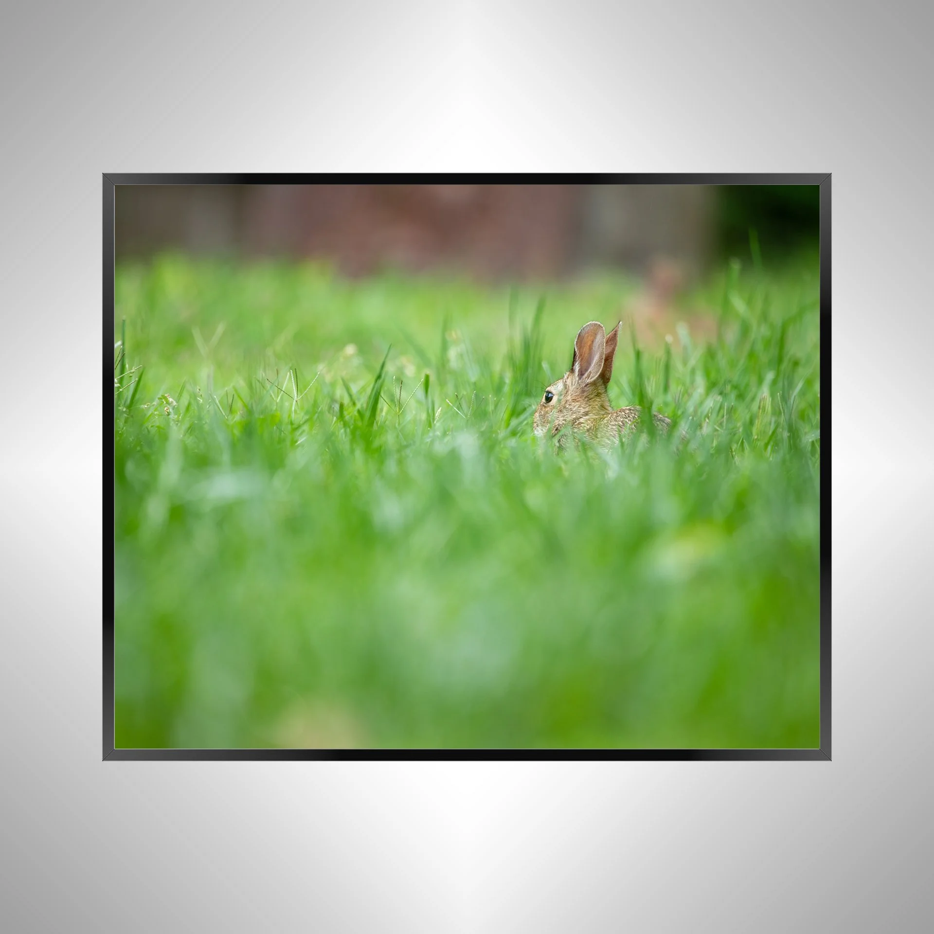 1/1 Rabbit Relaxing