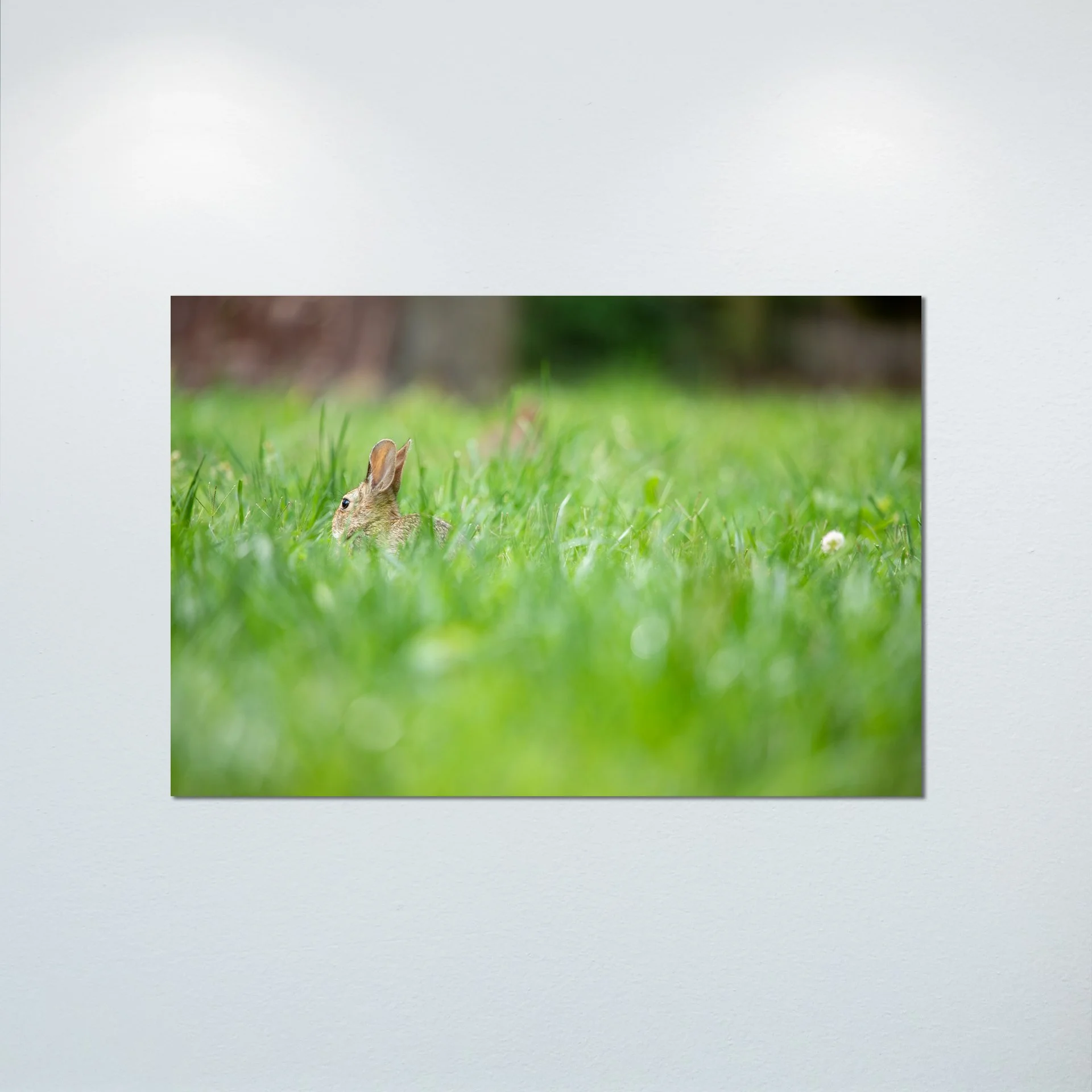 1:1 Rabbit in Grass- Poster & Canvas.jpg