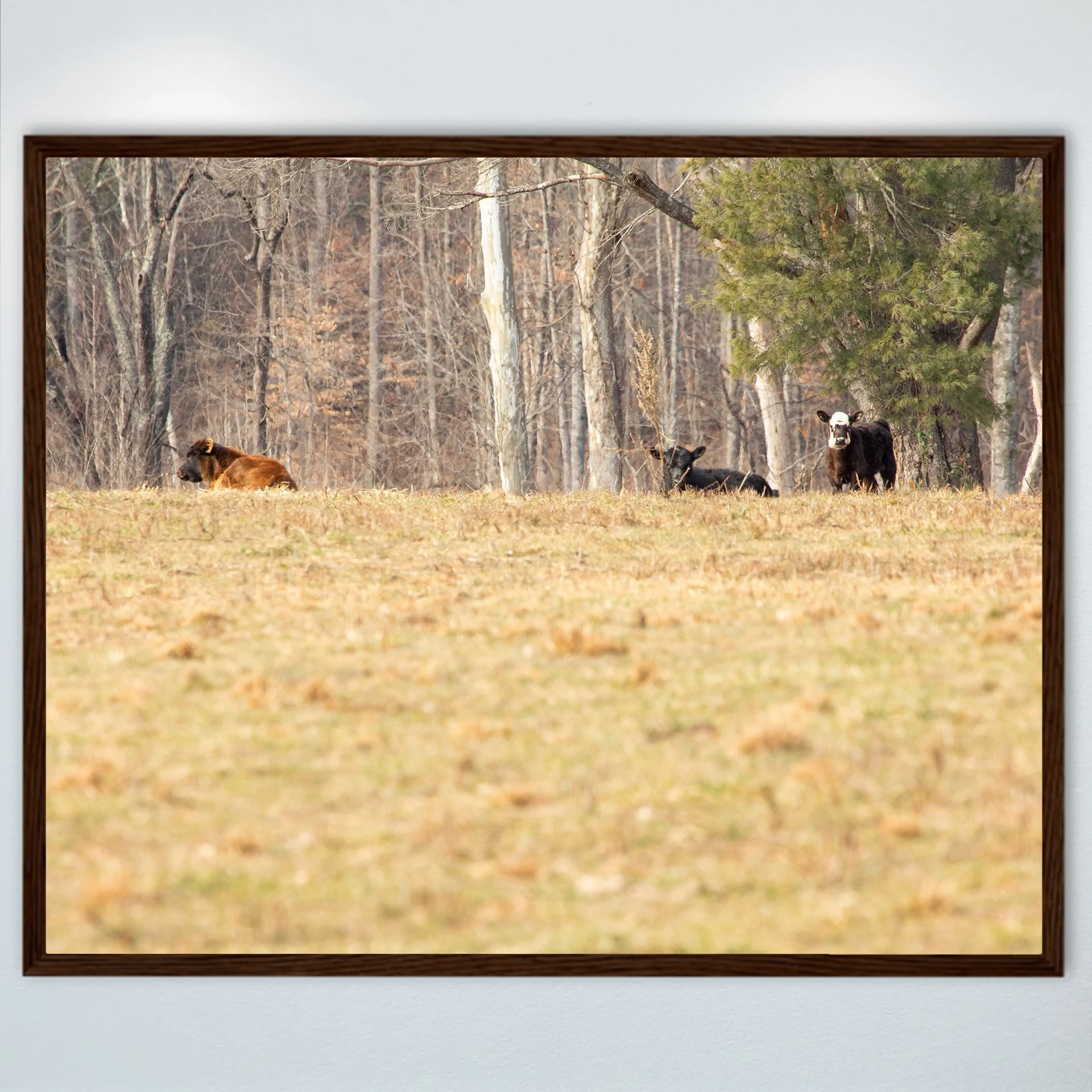 1:10 Cows on Shenandoah Hill- Wood.jpg