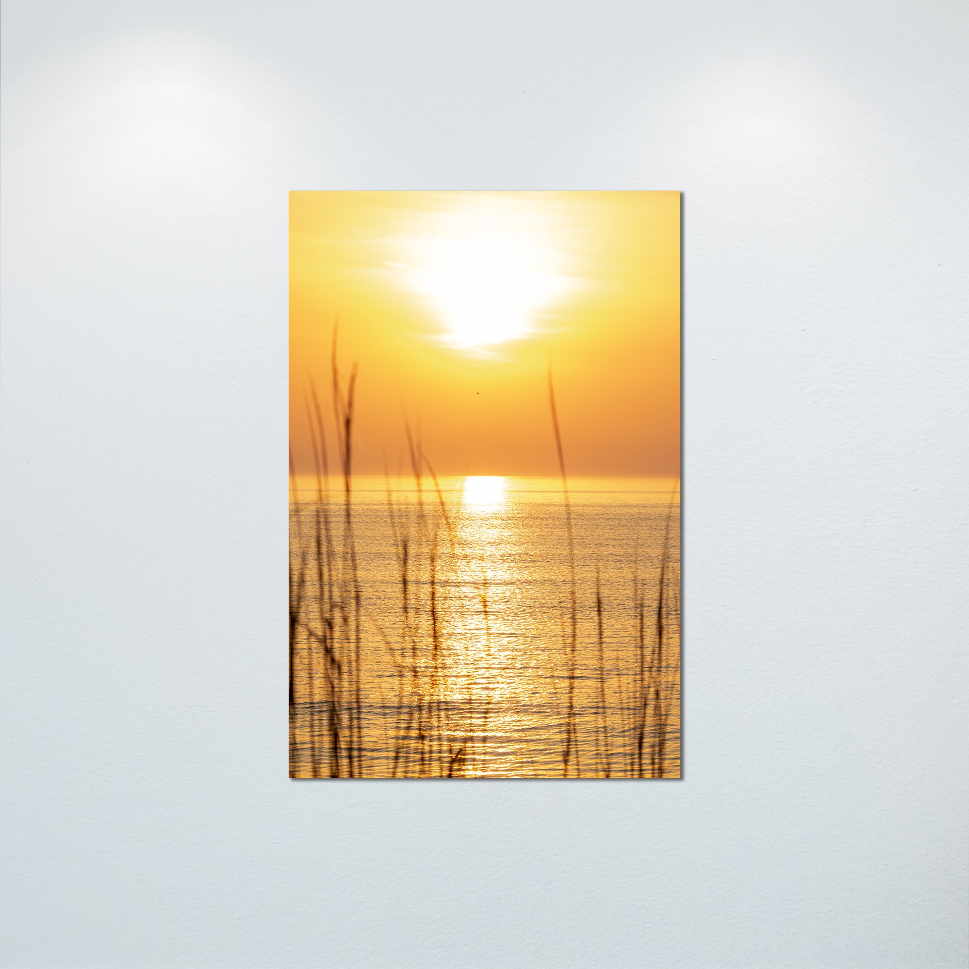 1/1 Sunrise thru Dunegrass with Seagull Flying By