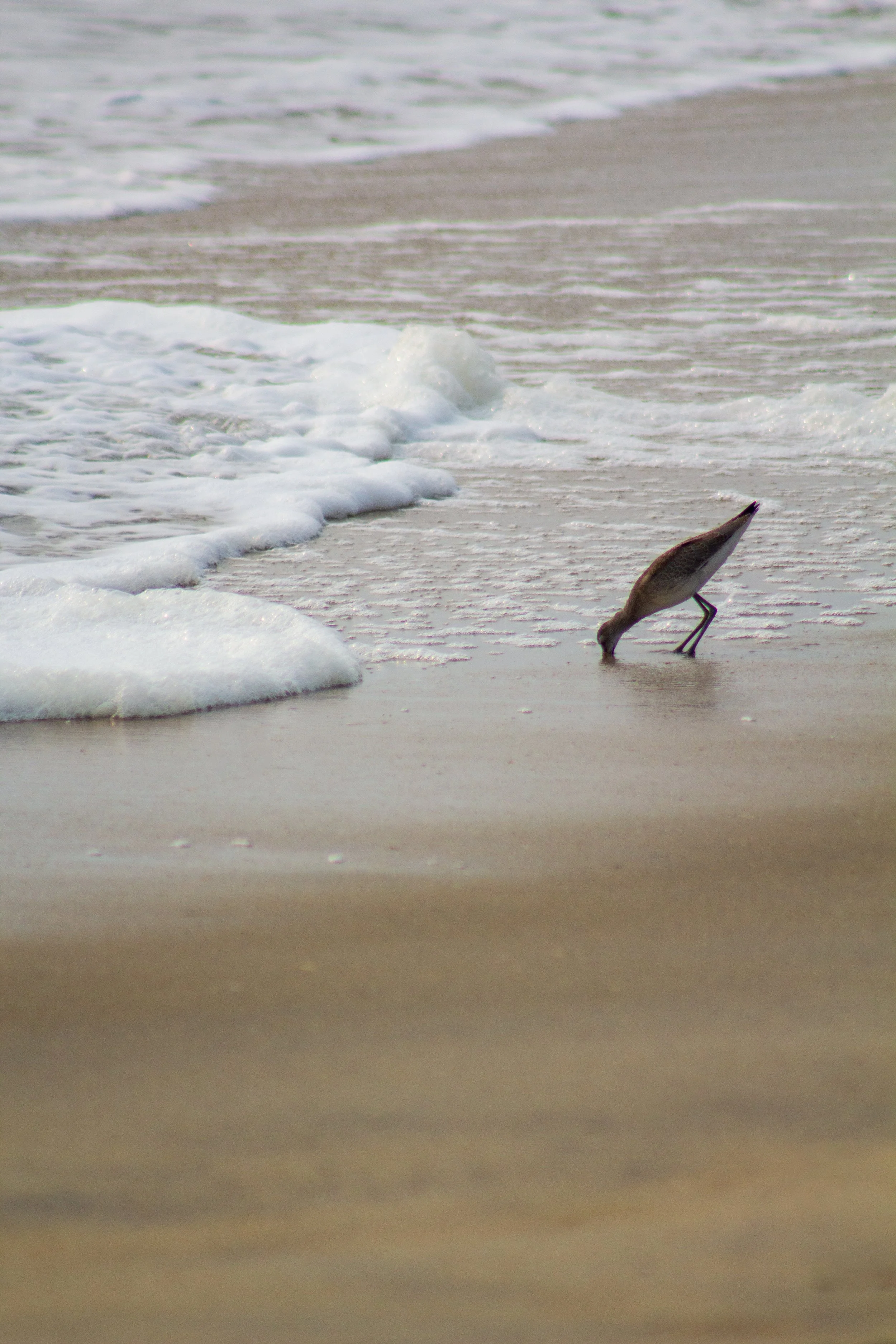 1:1 Willet at Beach Eating.jpg