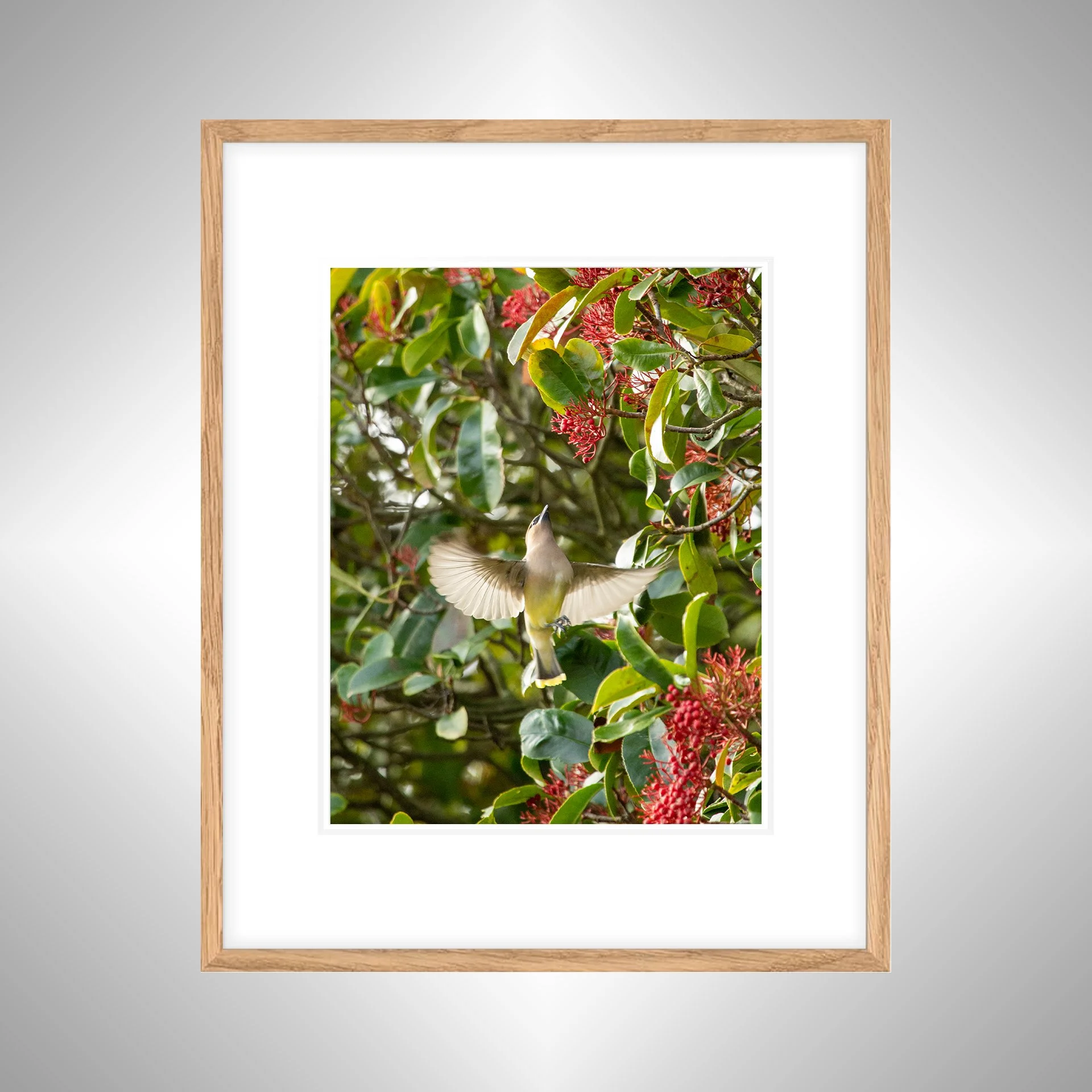 1:10 Cedar Waxwing Picking Berries- White W. BORDER copy NATTY.jpg