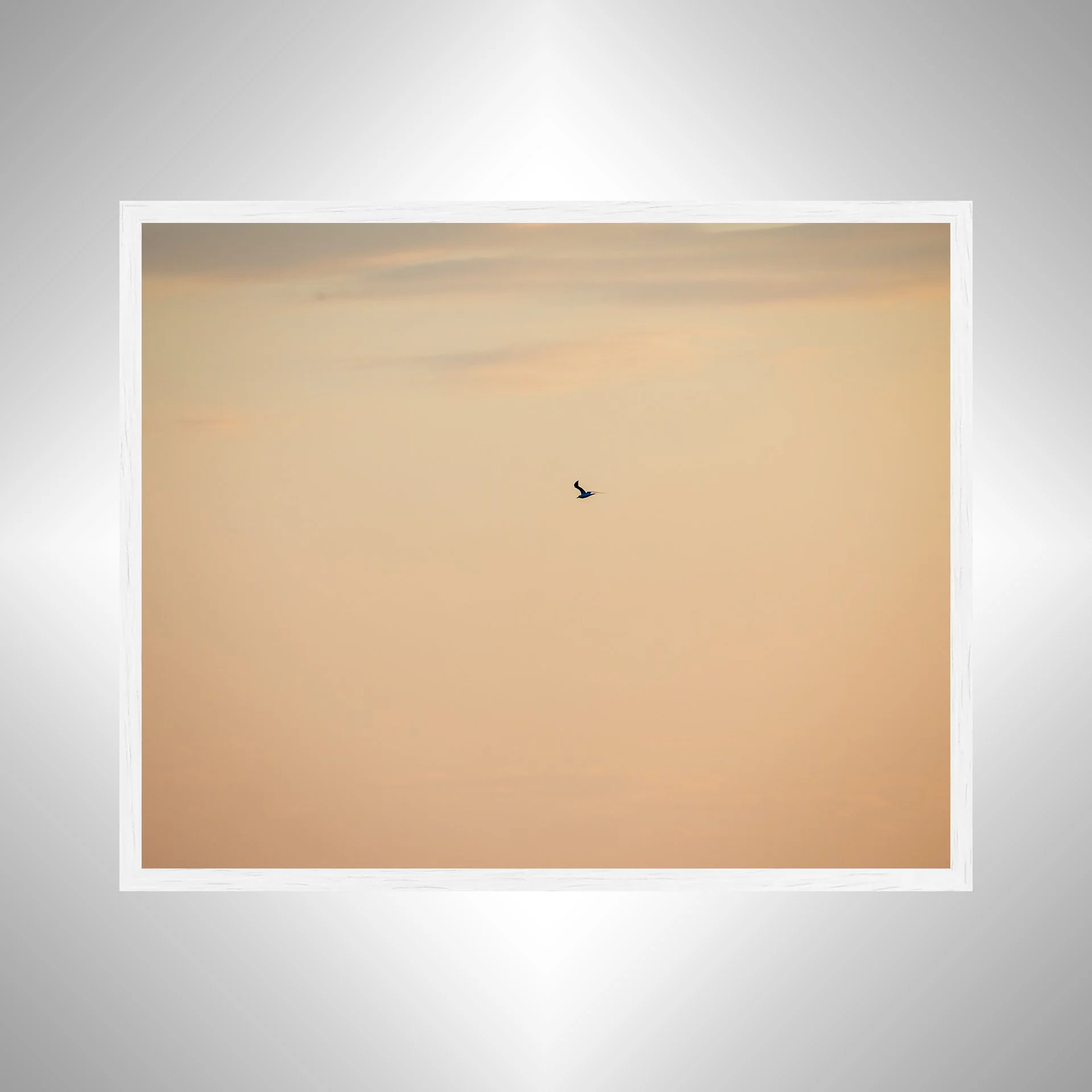 1:1 Orange Seagull- White.jpg