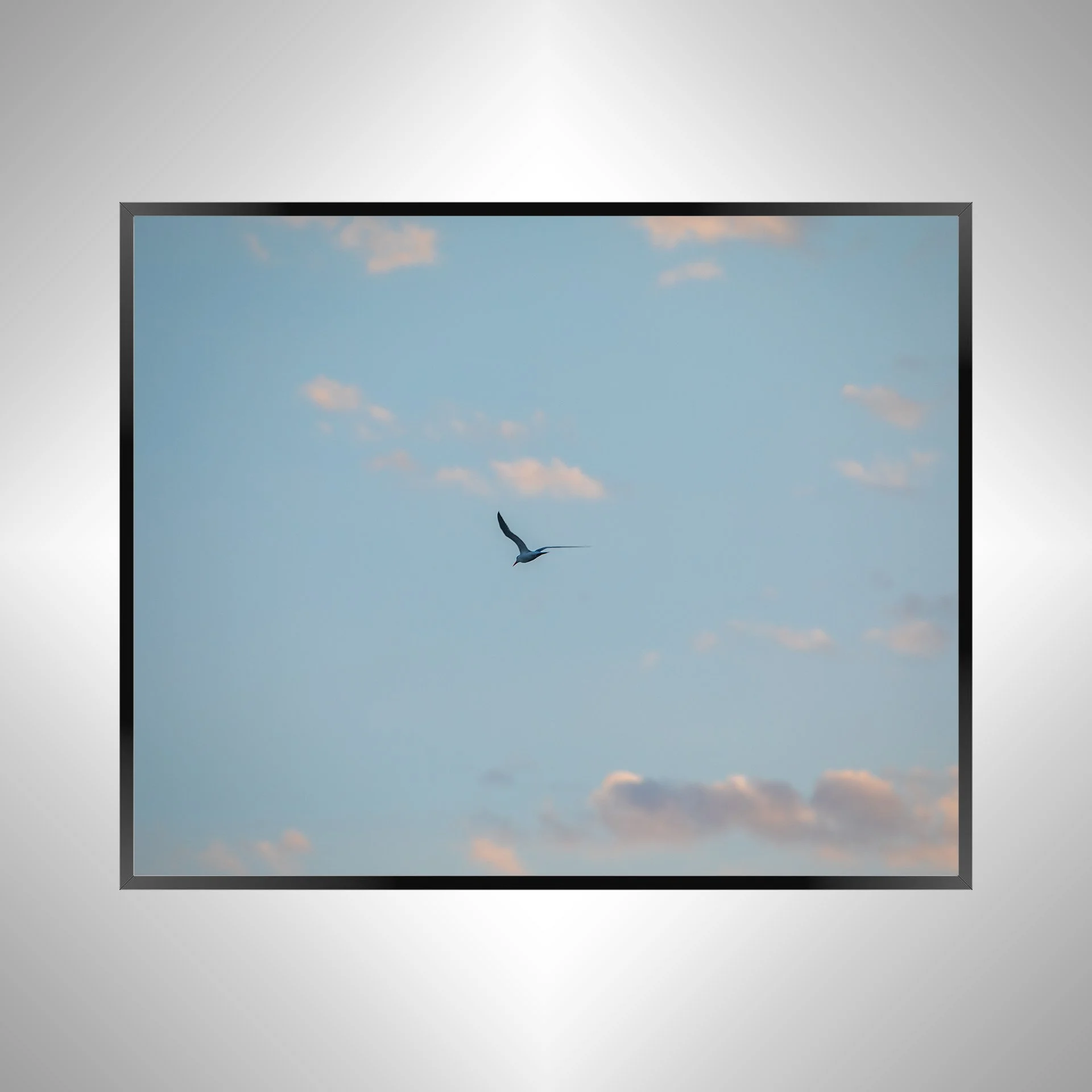 1/1 Seagull + Pink Clouds