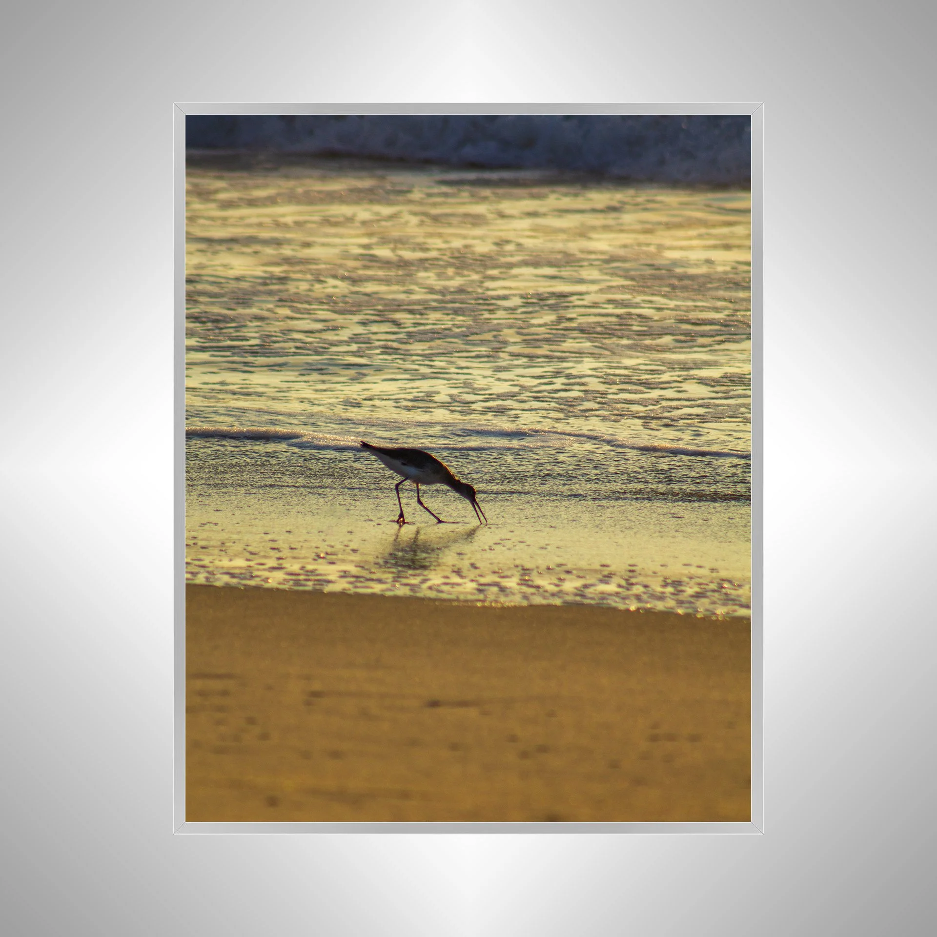 1:1 Willet Eating at Sunrise- Silver.jpg