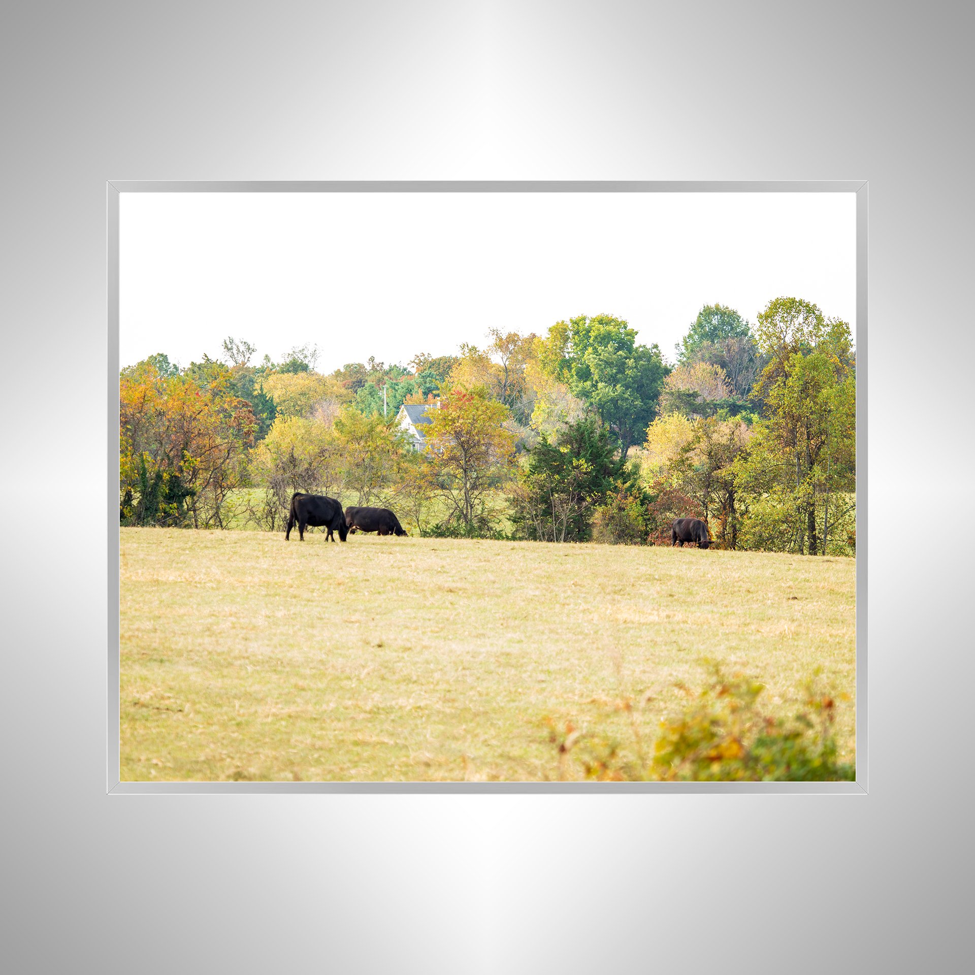 1:1 Shenandoah Grazers- Silver.jpg